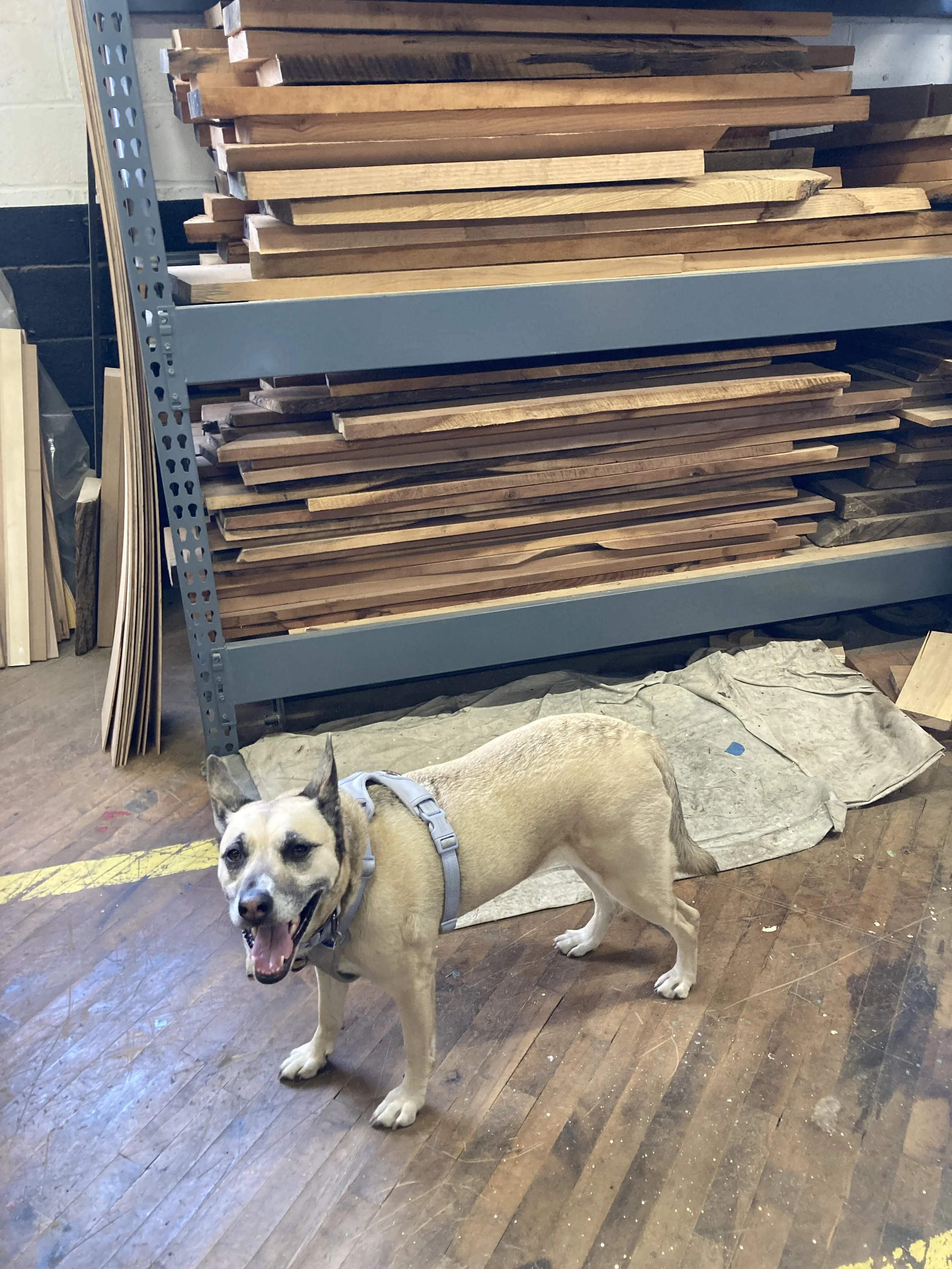 Dog wearing a harness standing on a wooden floor in front of a stack of lumber on shelves in a workshop.