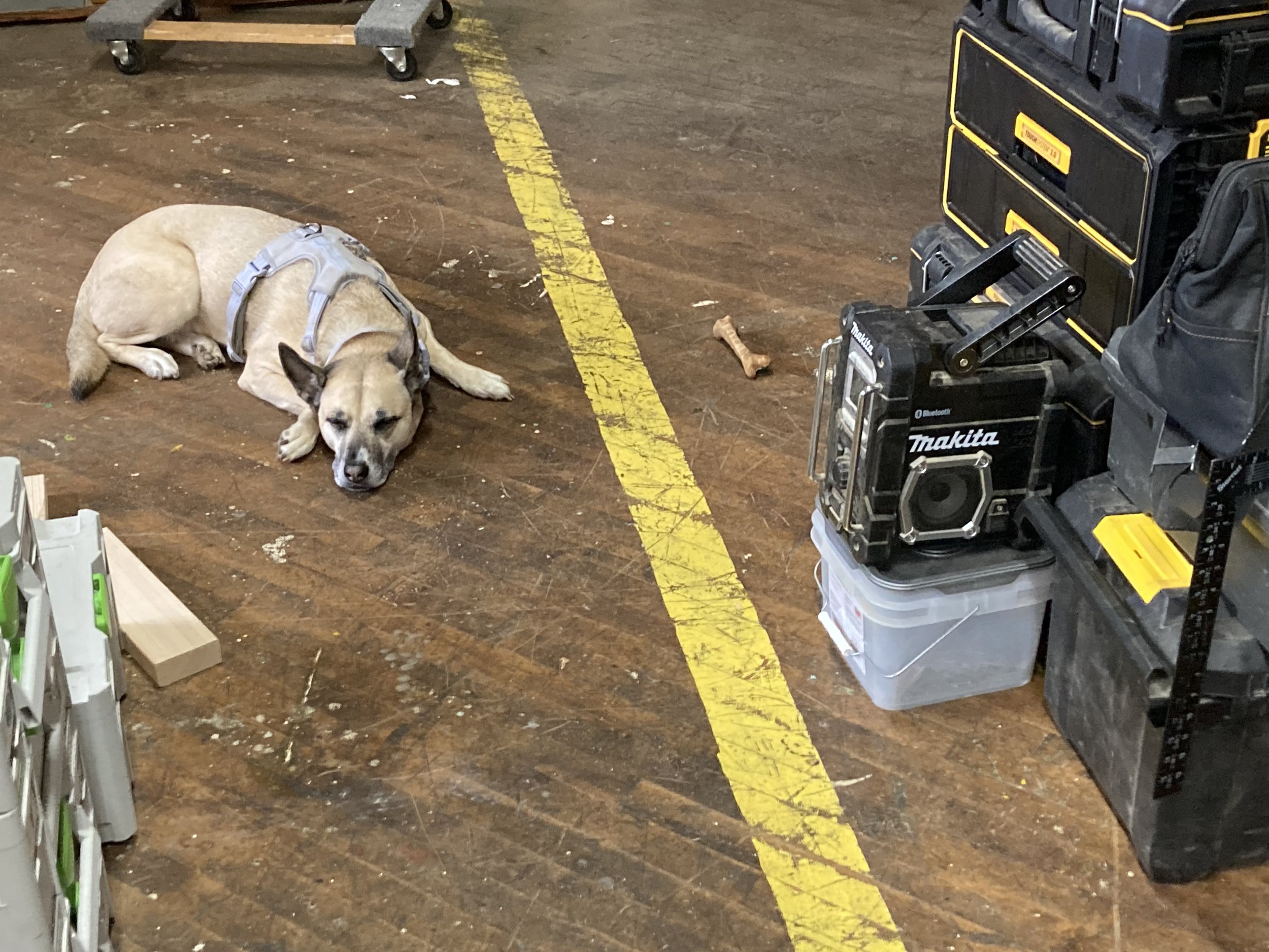 A dog wearing a harness lying on a workshop floor near a yellow line and toolboxes.