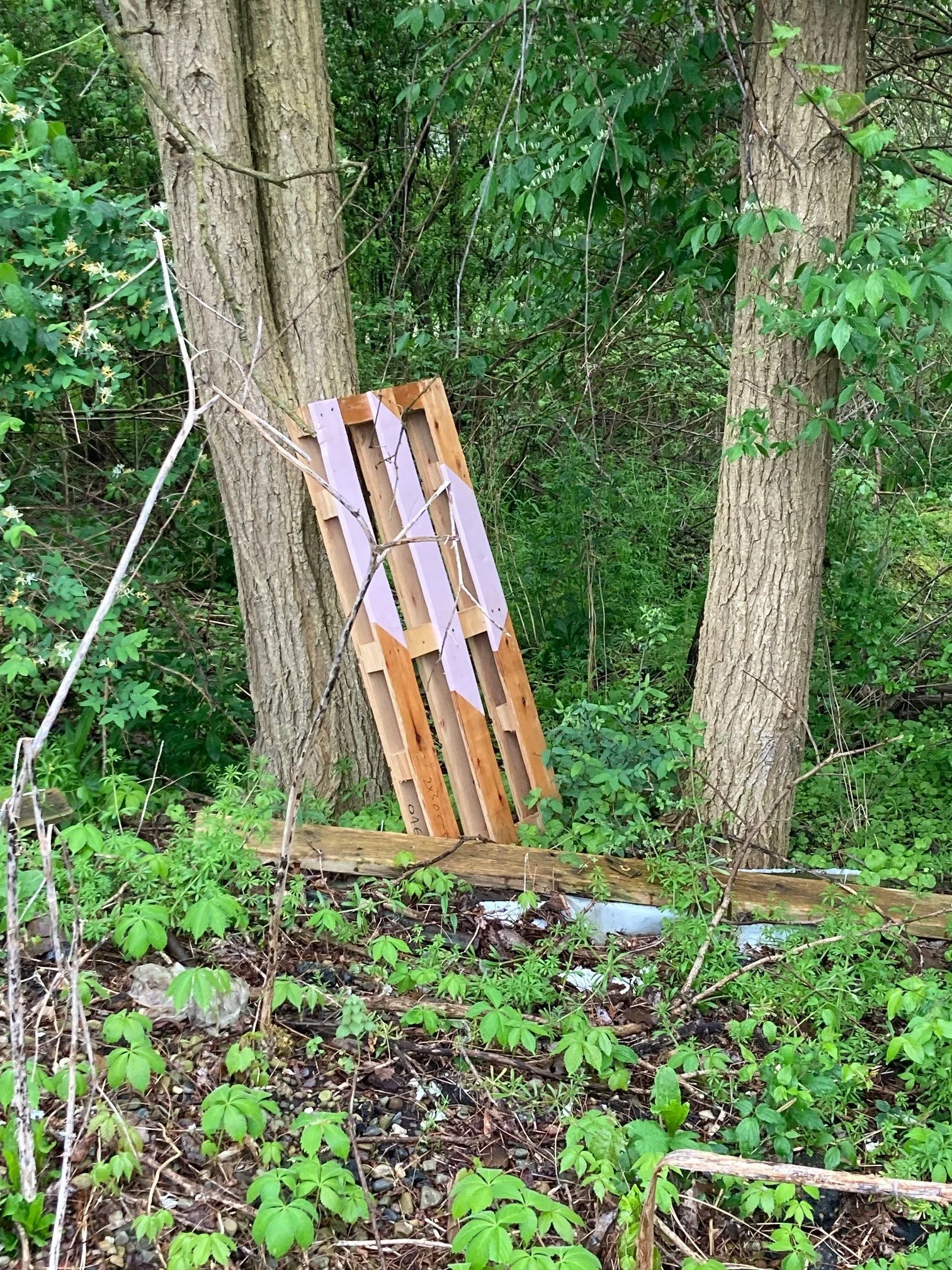 Wooden pallet leaning against two trees in a wooded area with dense green foliage and underbrush.