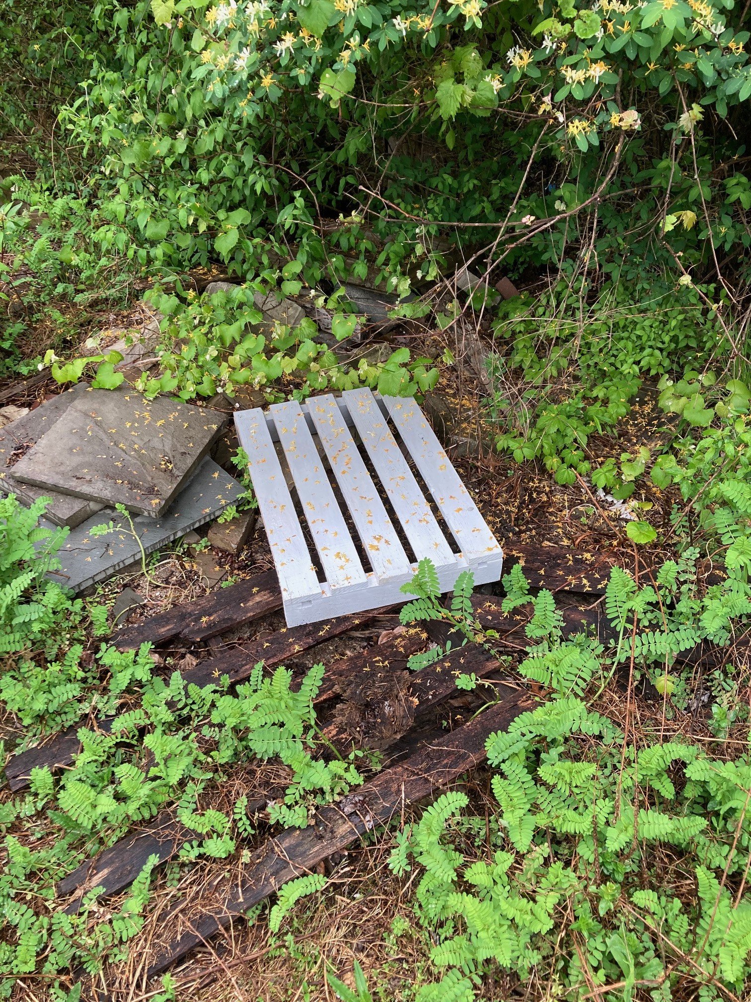 A weathered wooden pallet resting on ground surrounded by overgrown greenery and ferns.