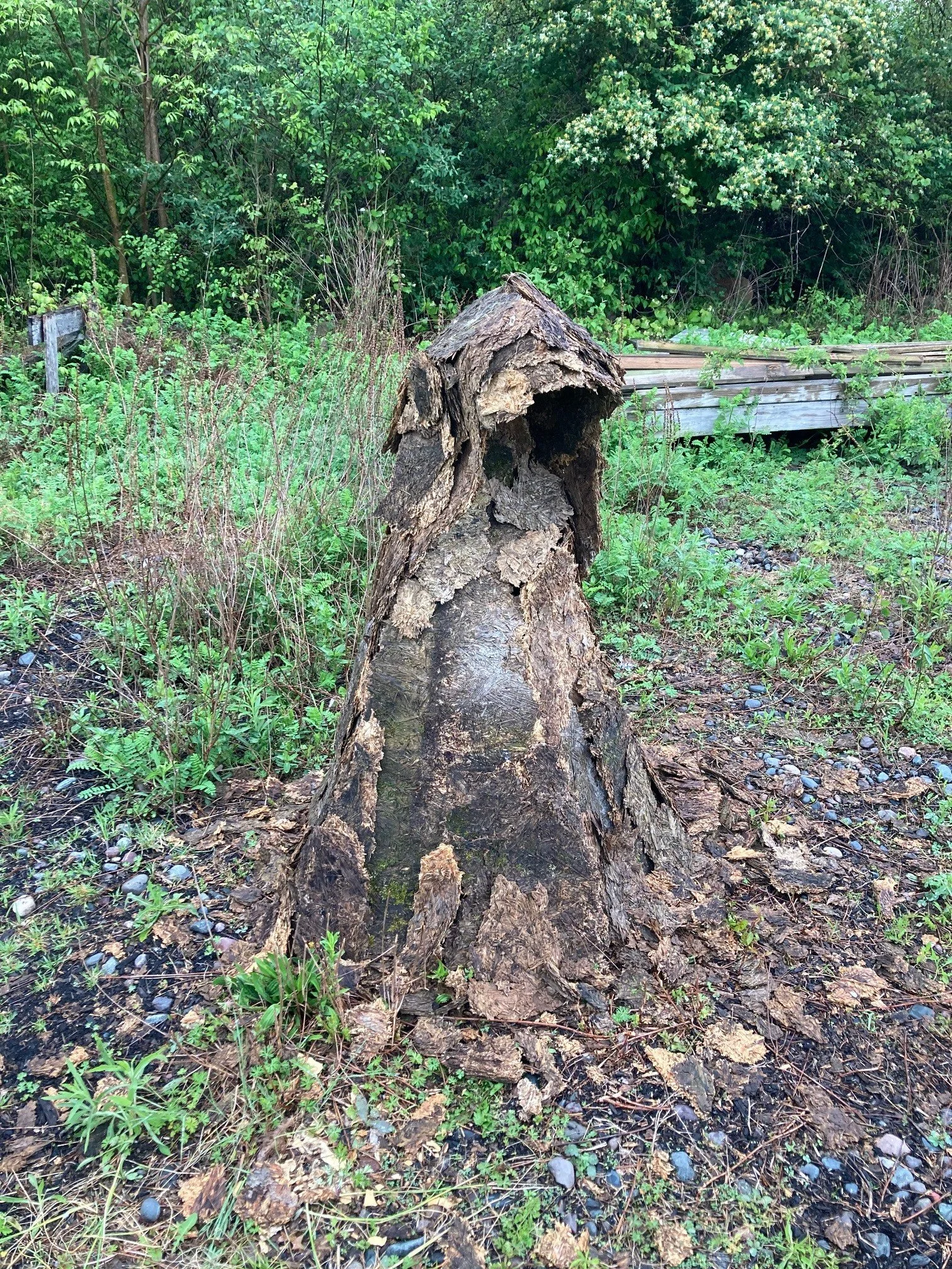 Decaying tree stump surrounded by green foliage and wooden planks in a forest area.