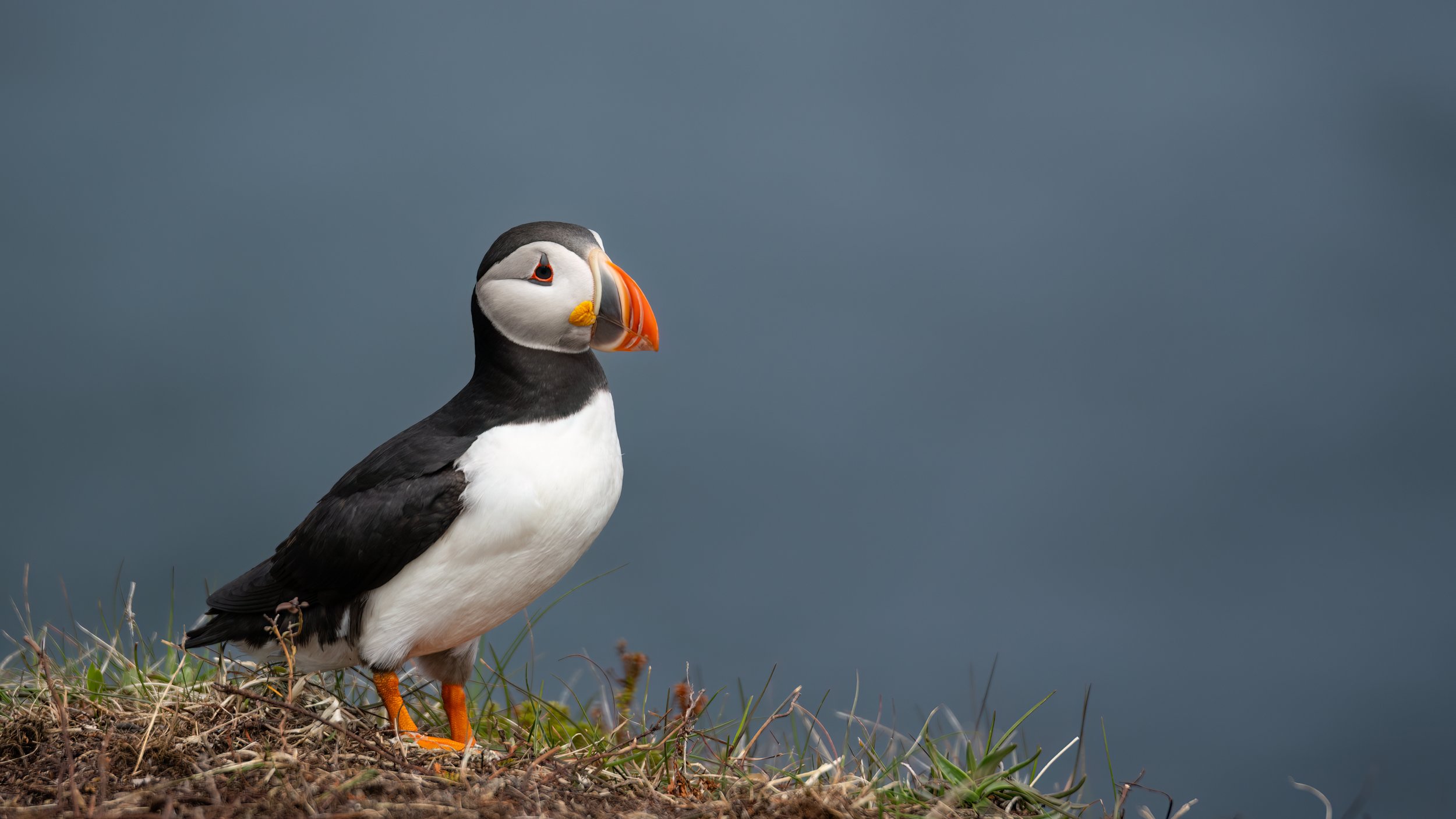 Puffin 2.jpg