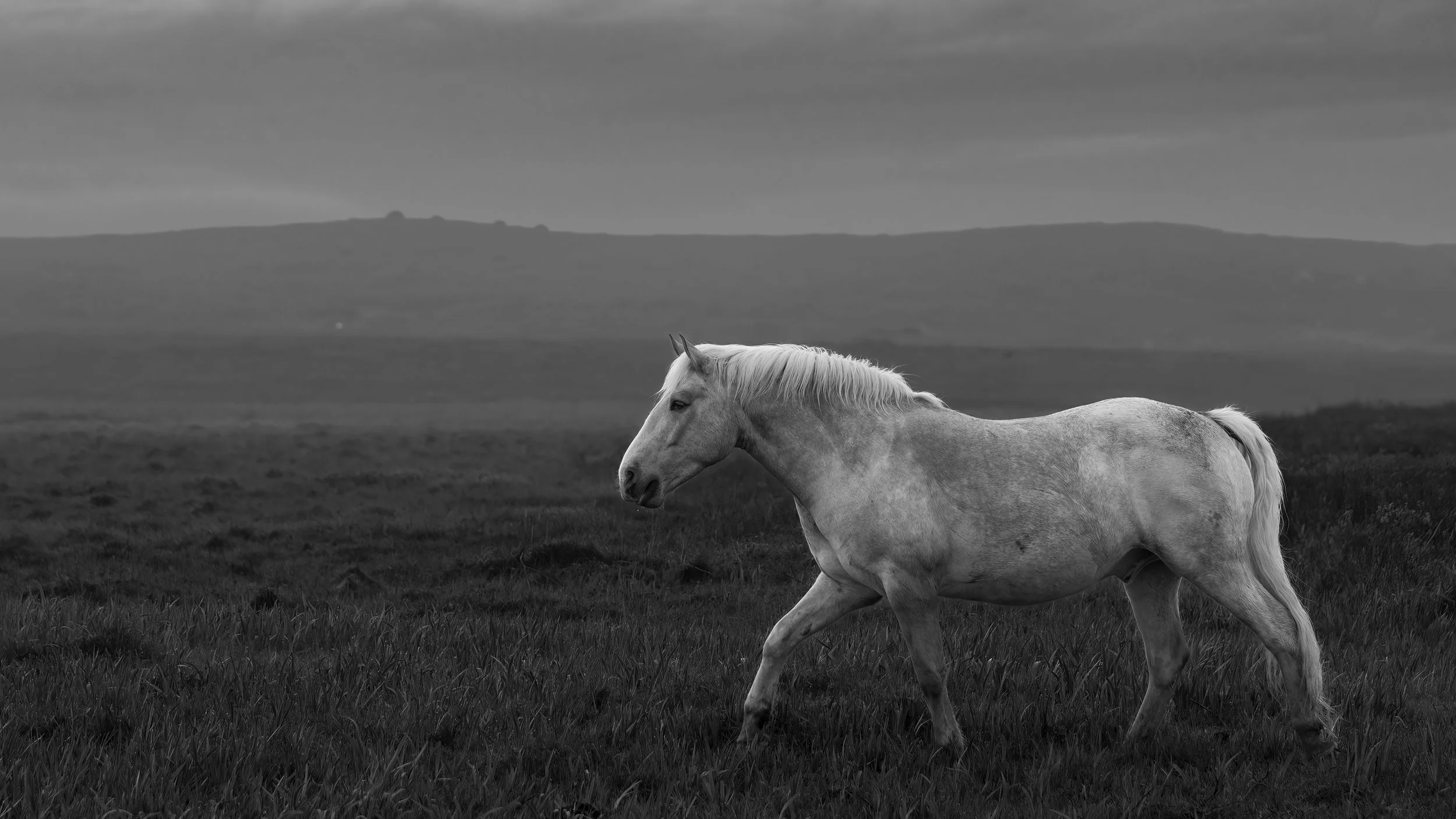 Bonavista White Horse - BW 1.jpg