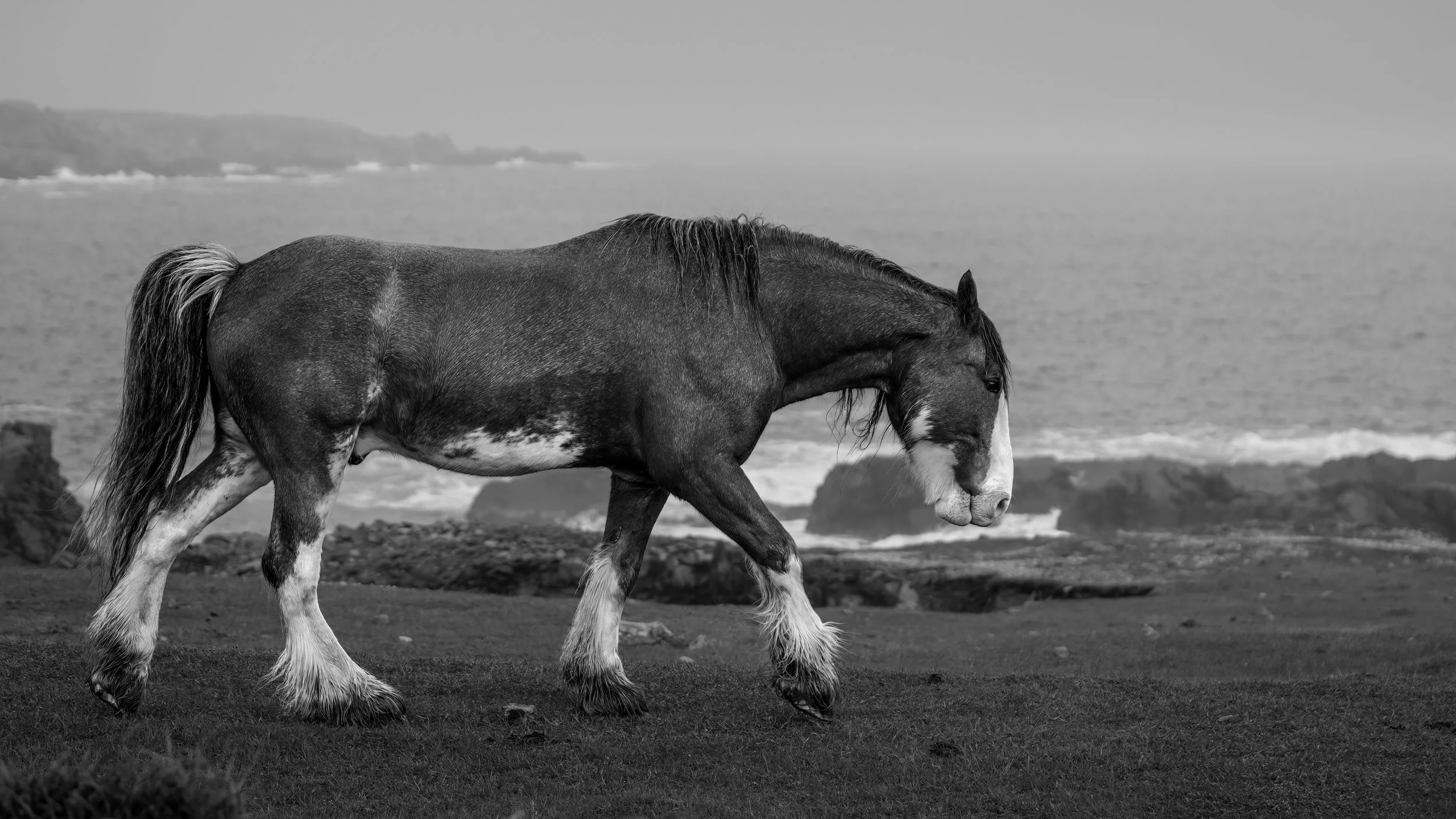 Bonavista Black Horse - BW 1.jpg