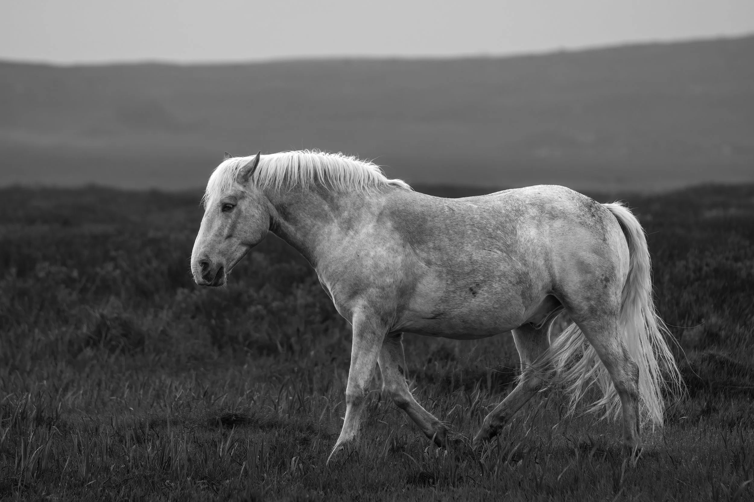 Bonavista White Horse - BW 2.jpg