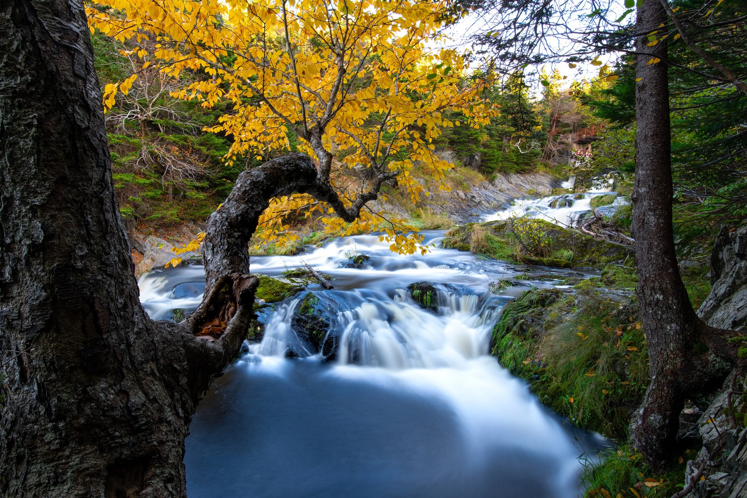 South Brook Fall 2 small.jpg