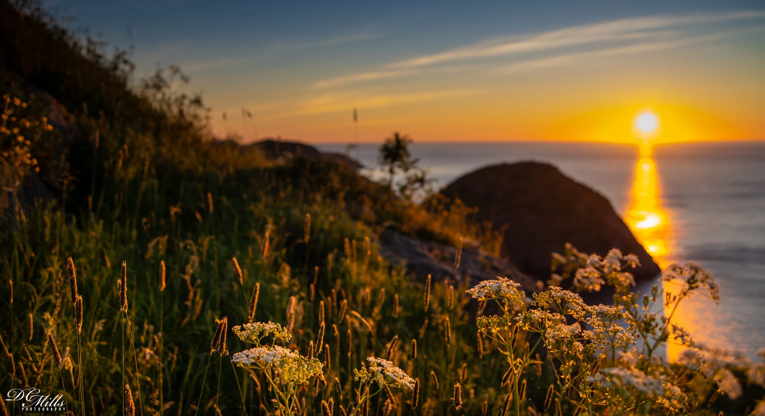 Sunrise & Weeds Final-3610.jpg