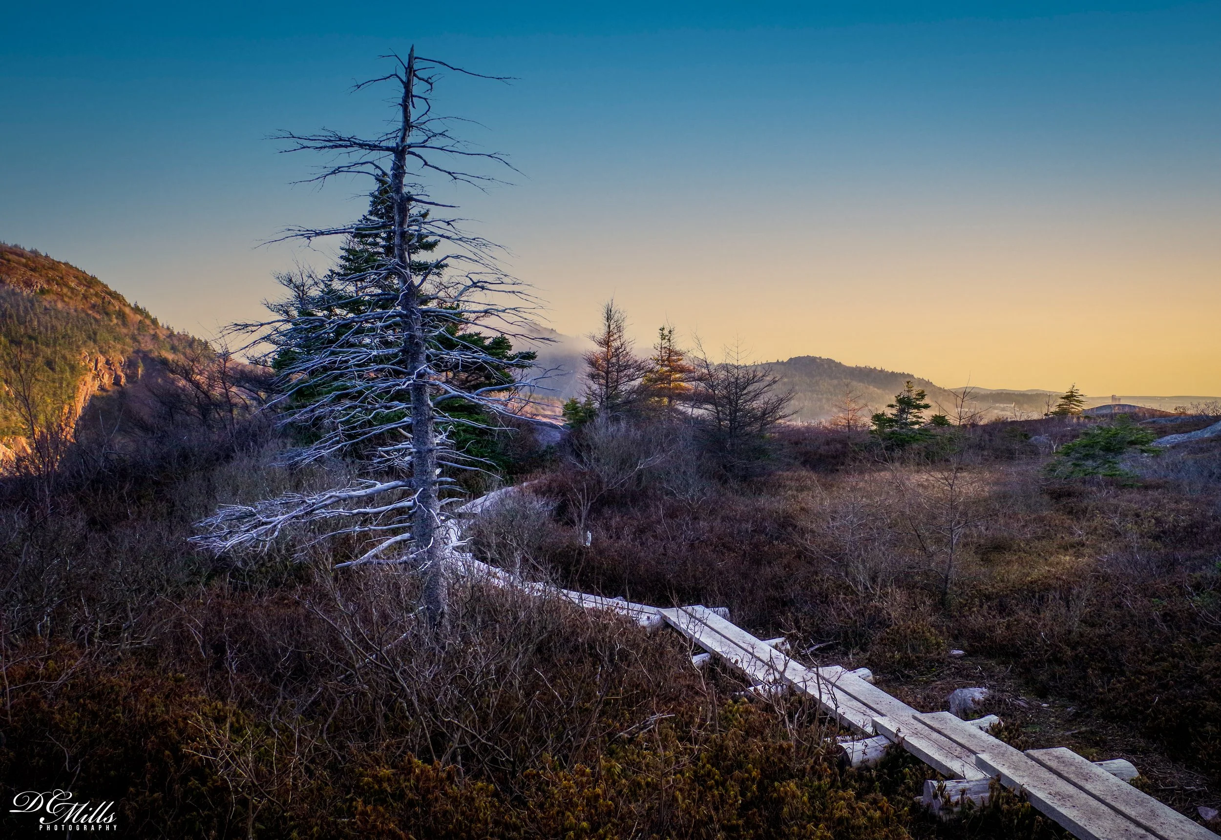 East Coast Trail Tree 1-.jpg