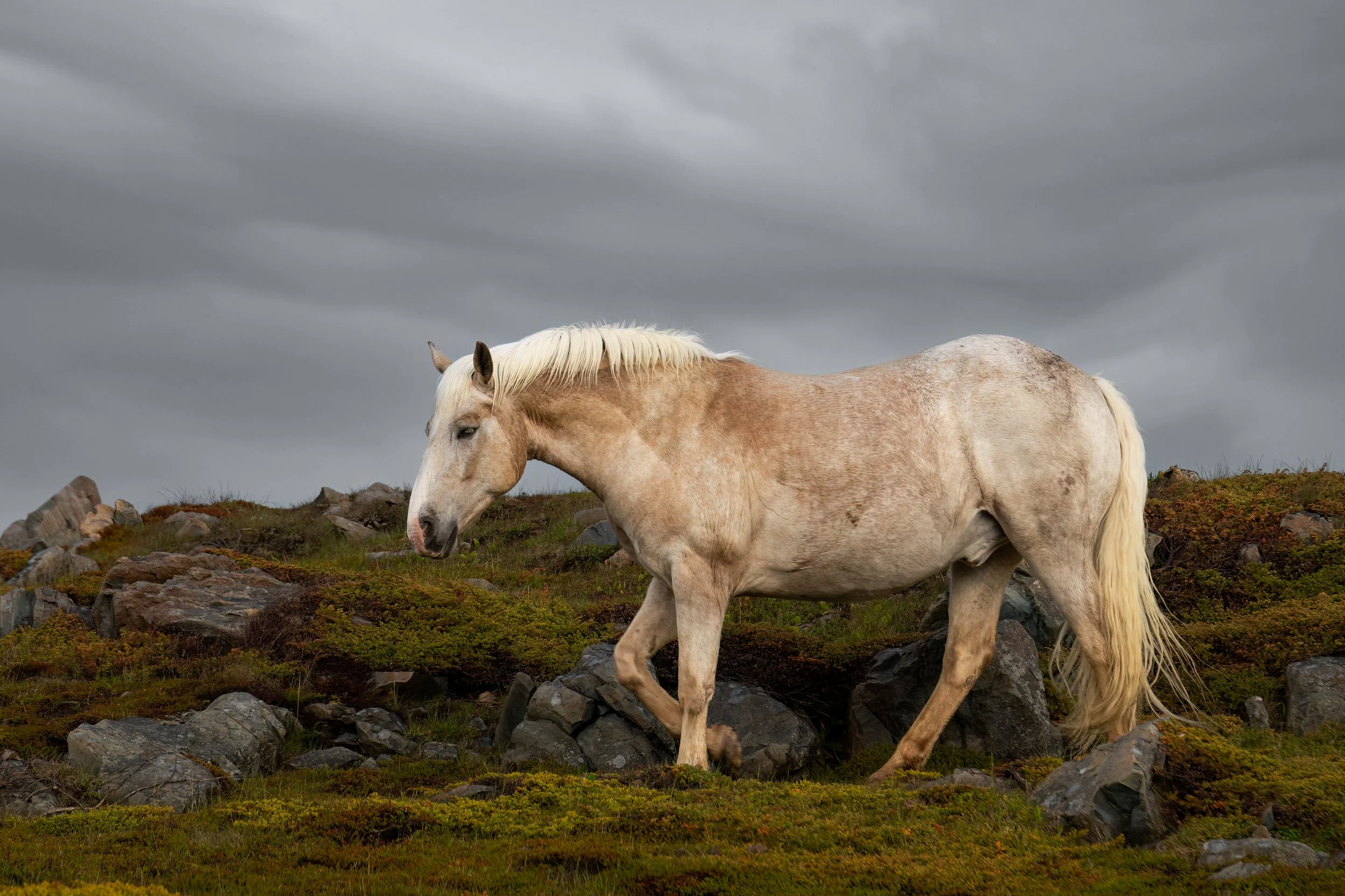 Bonavista White Horse - Colour 1.jpg