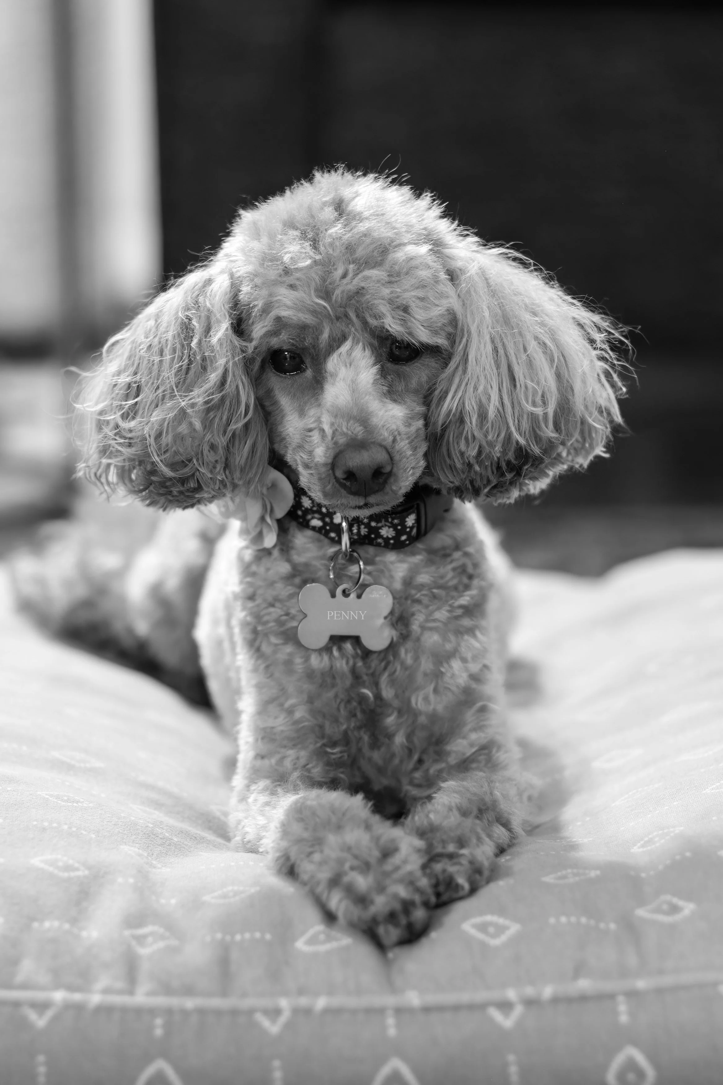 Regal Penny Regal cropped.jpg