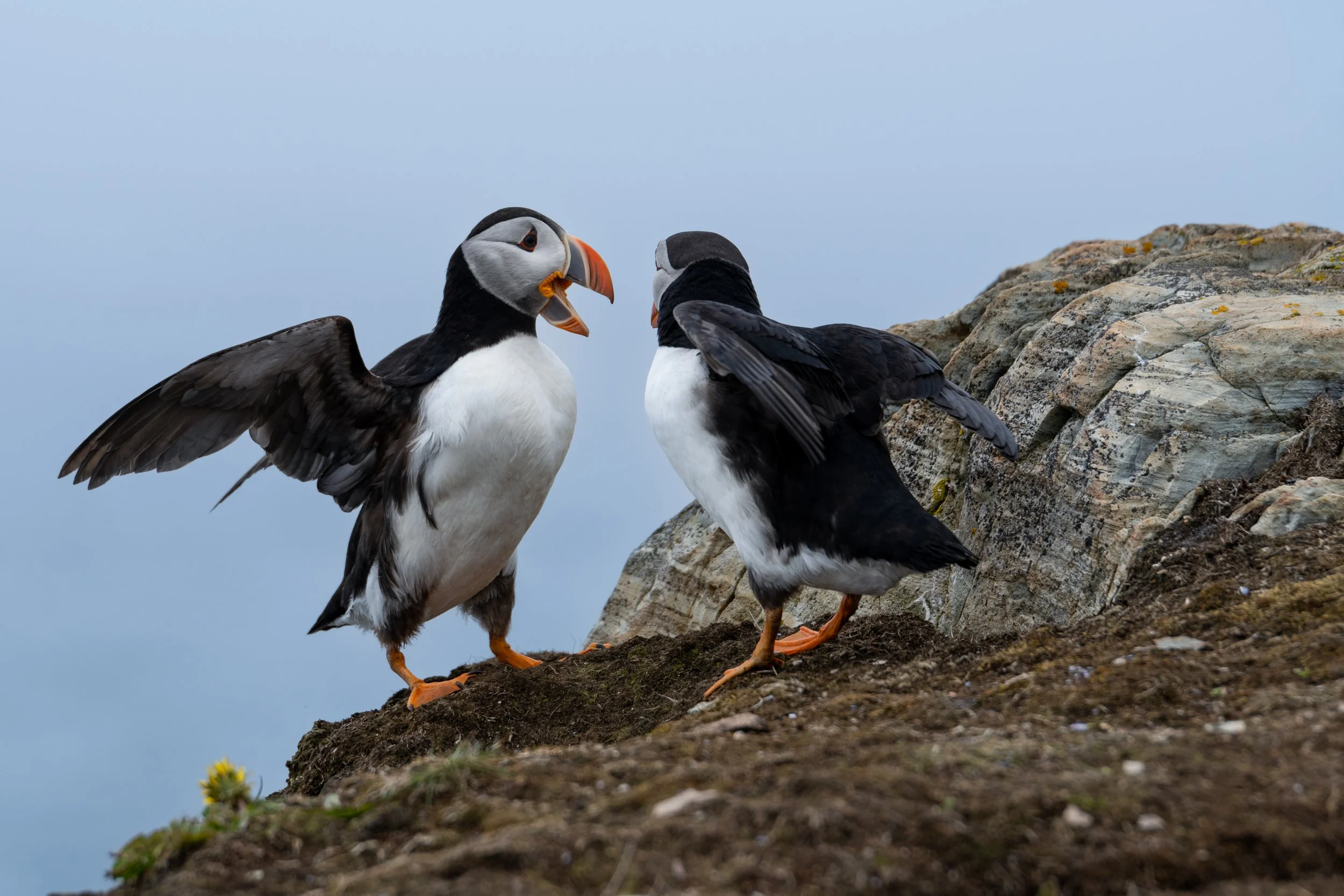 Puffins - 1.jpg