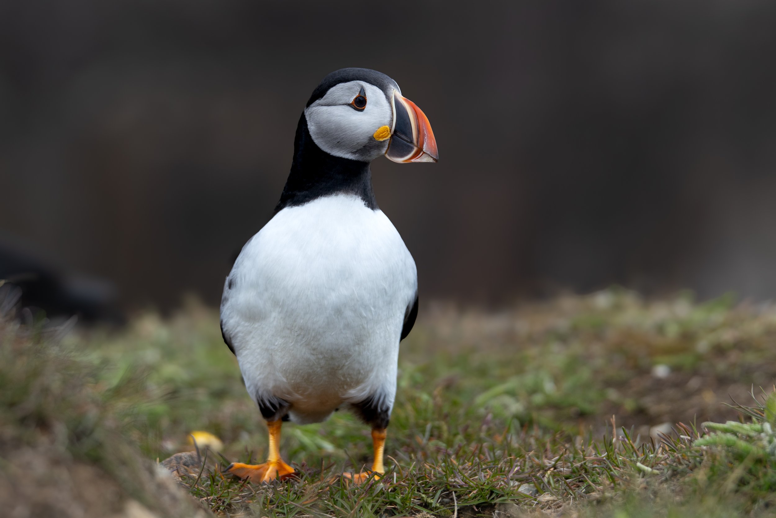 Puffins - 2.jpg