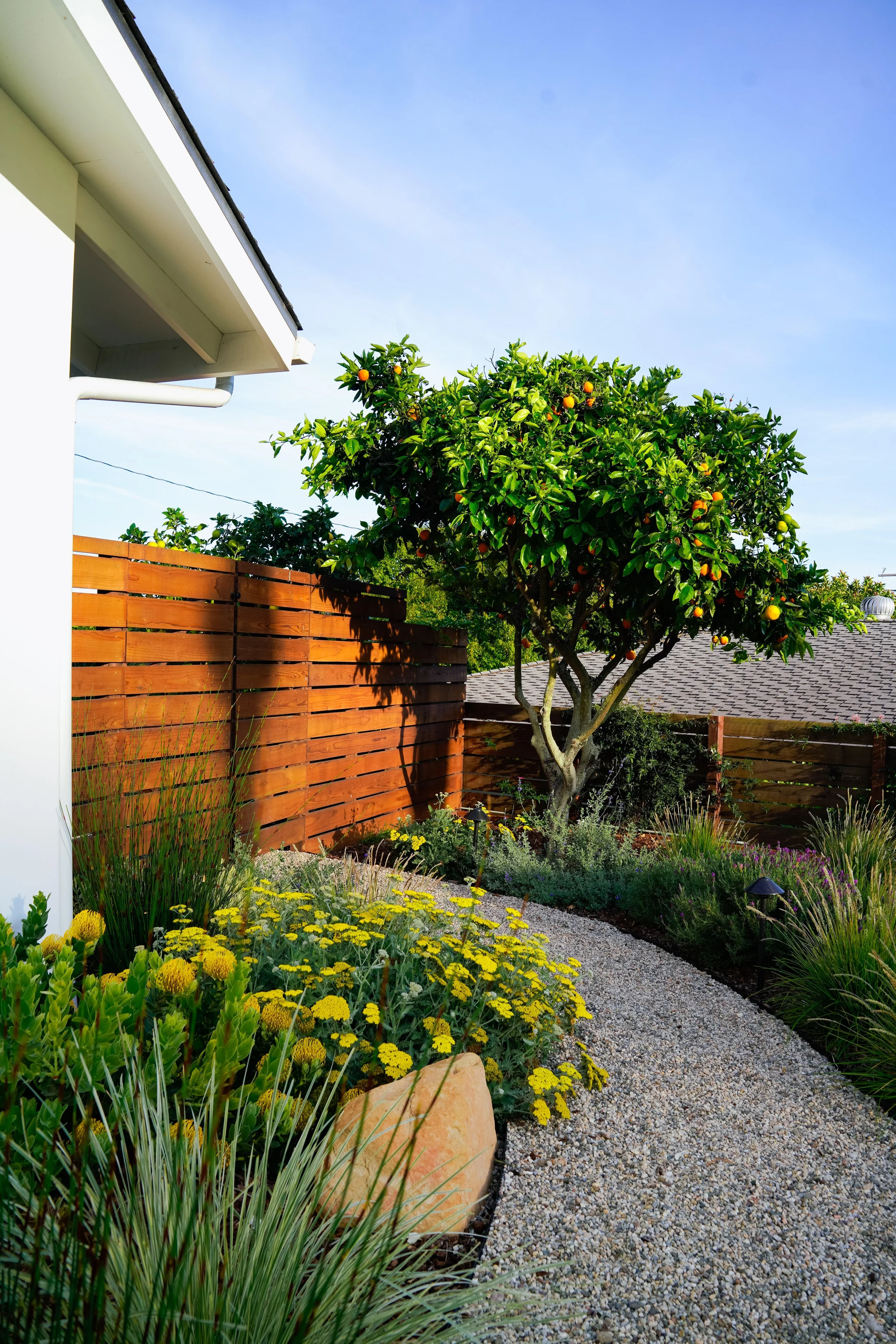 520 La Marina Orange Tree.jpg