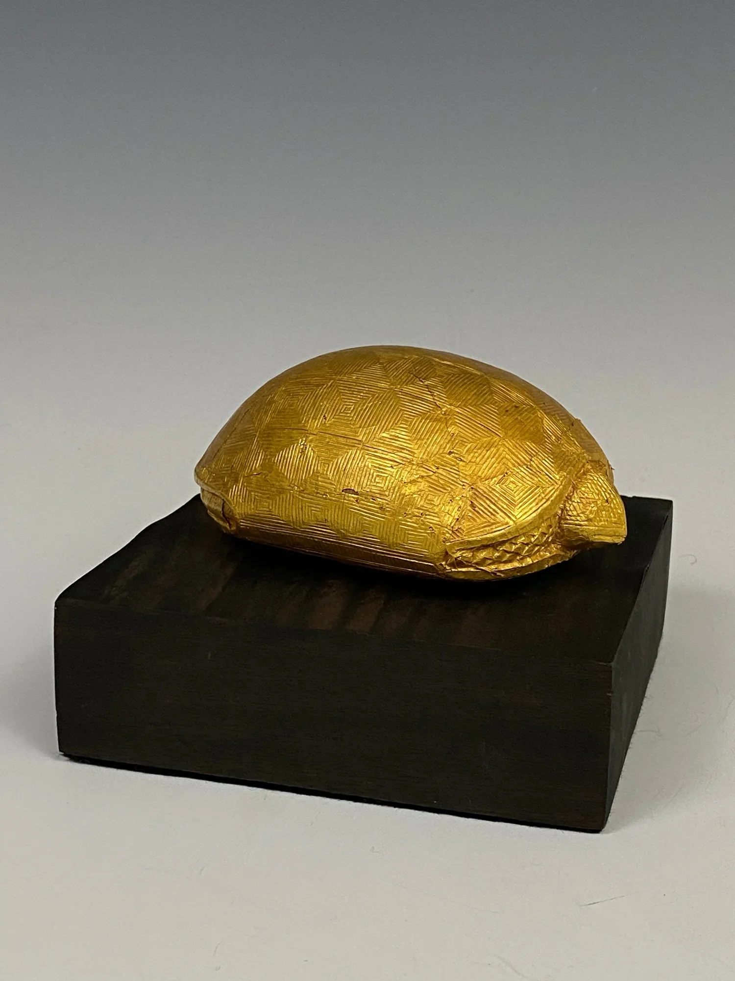 Turtles, Lizards, and Frogs