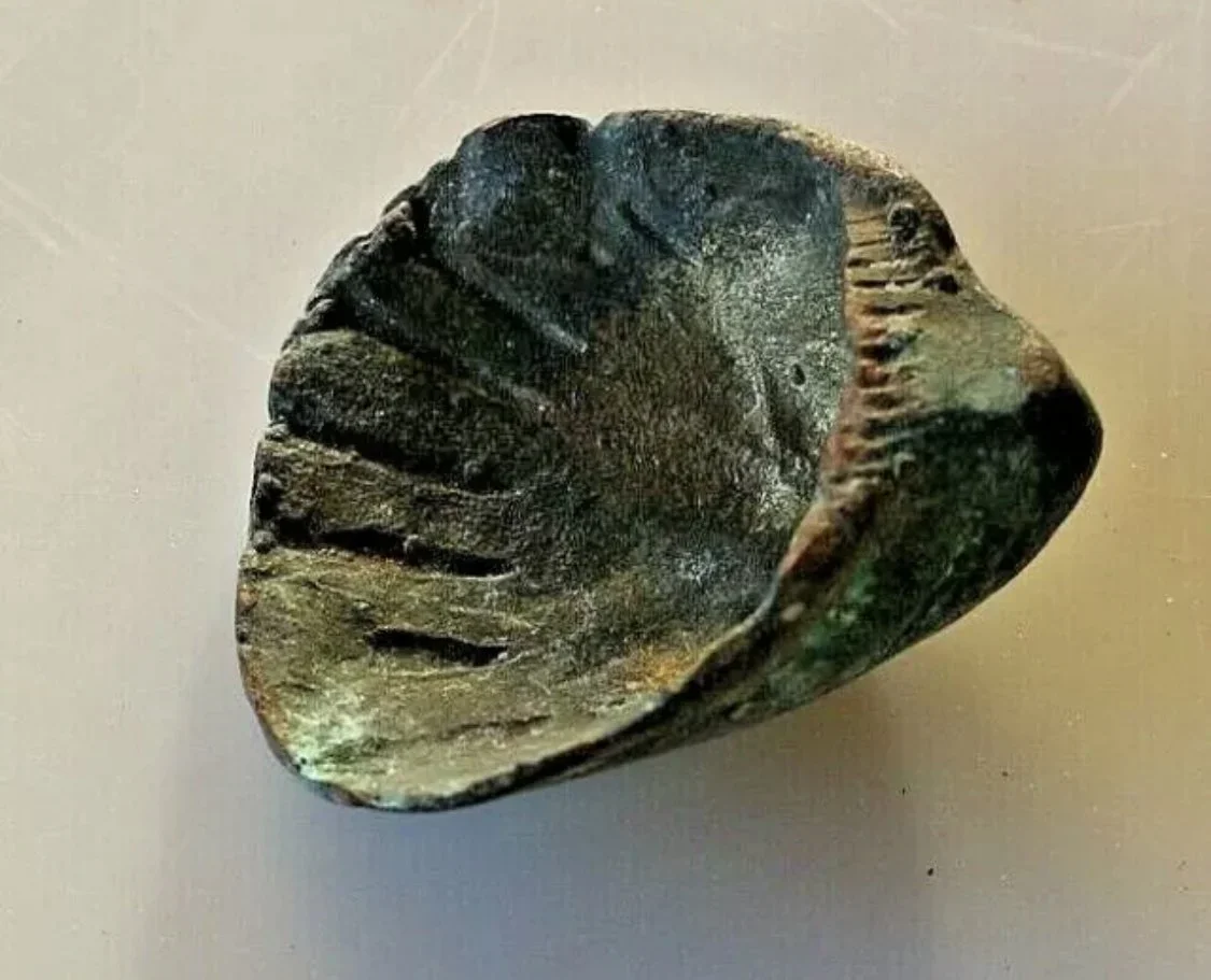 Asante cast bronze gold weight in the shape of a sea shell. 25 grams. 4.5cm x 4 cm. EX Italian private collection, Este, Italy