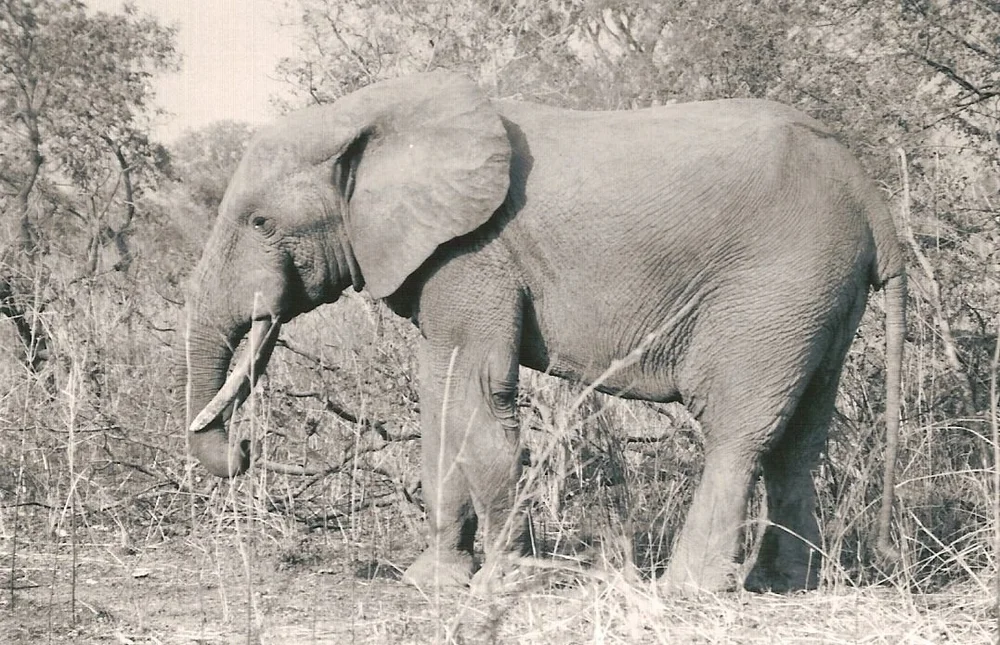 Mole National Park, Ghana 2002 (From the Mooscollection photo archives)