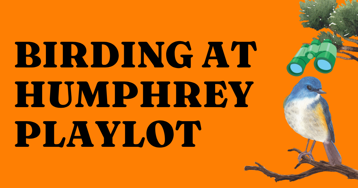 Birding at Humphrey Playlot 