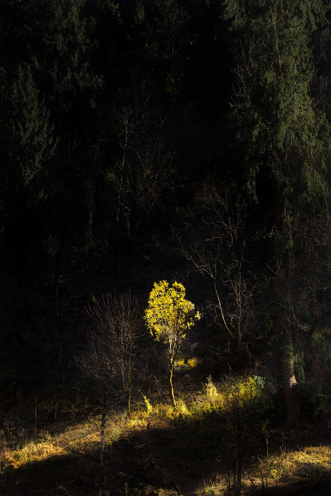 16x24 Isolation 1.jpg