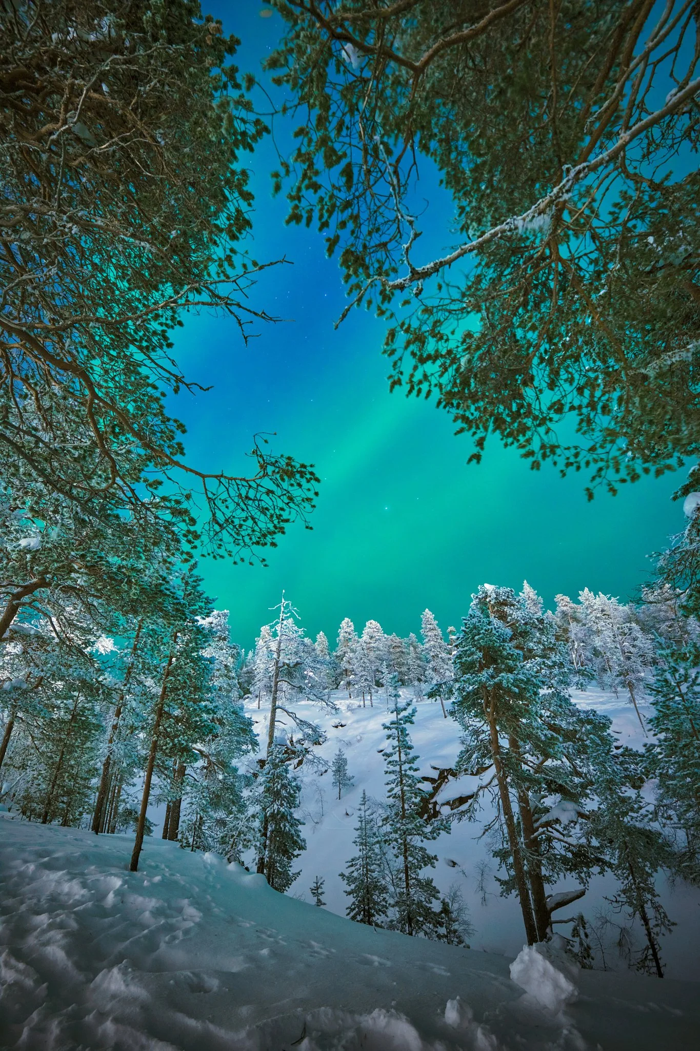 Snow-covered trees in a forest under a night sky with visible stars and the northern lights.
