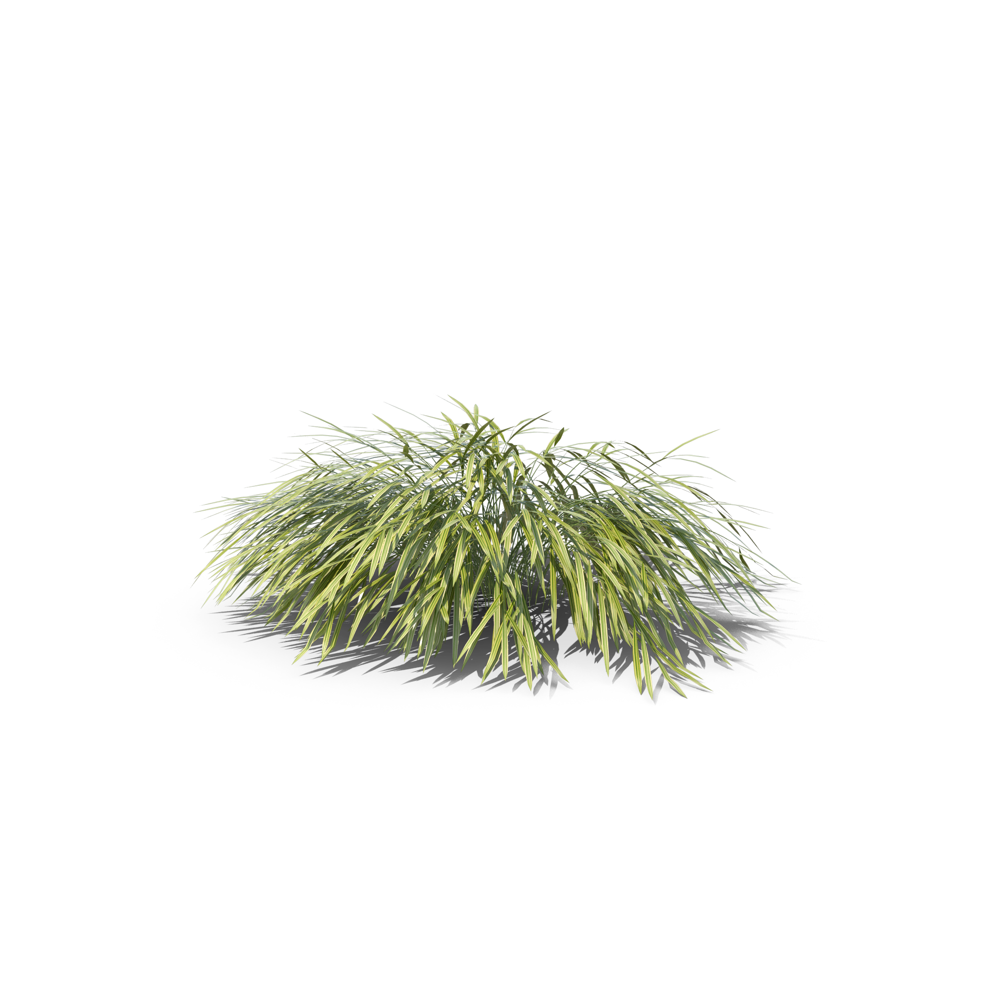 Hakone%20Grass.H03.2k.png