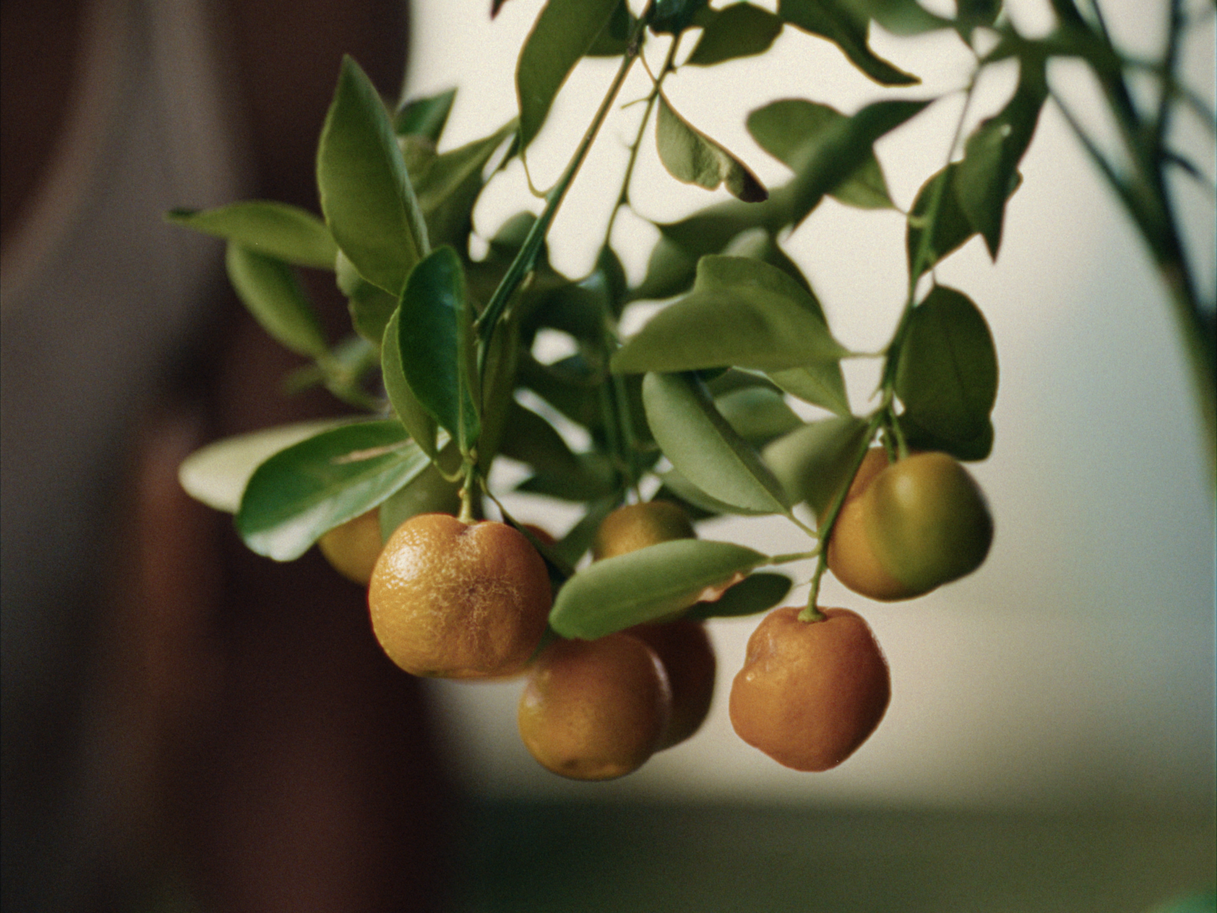 STILLS EVERGREEN_1.1.20.PNG