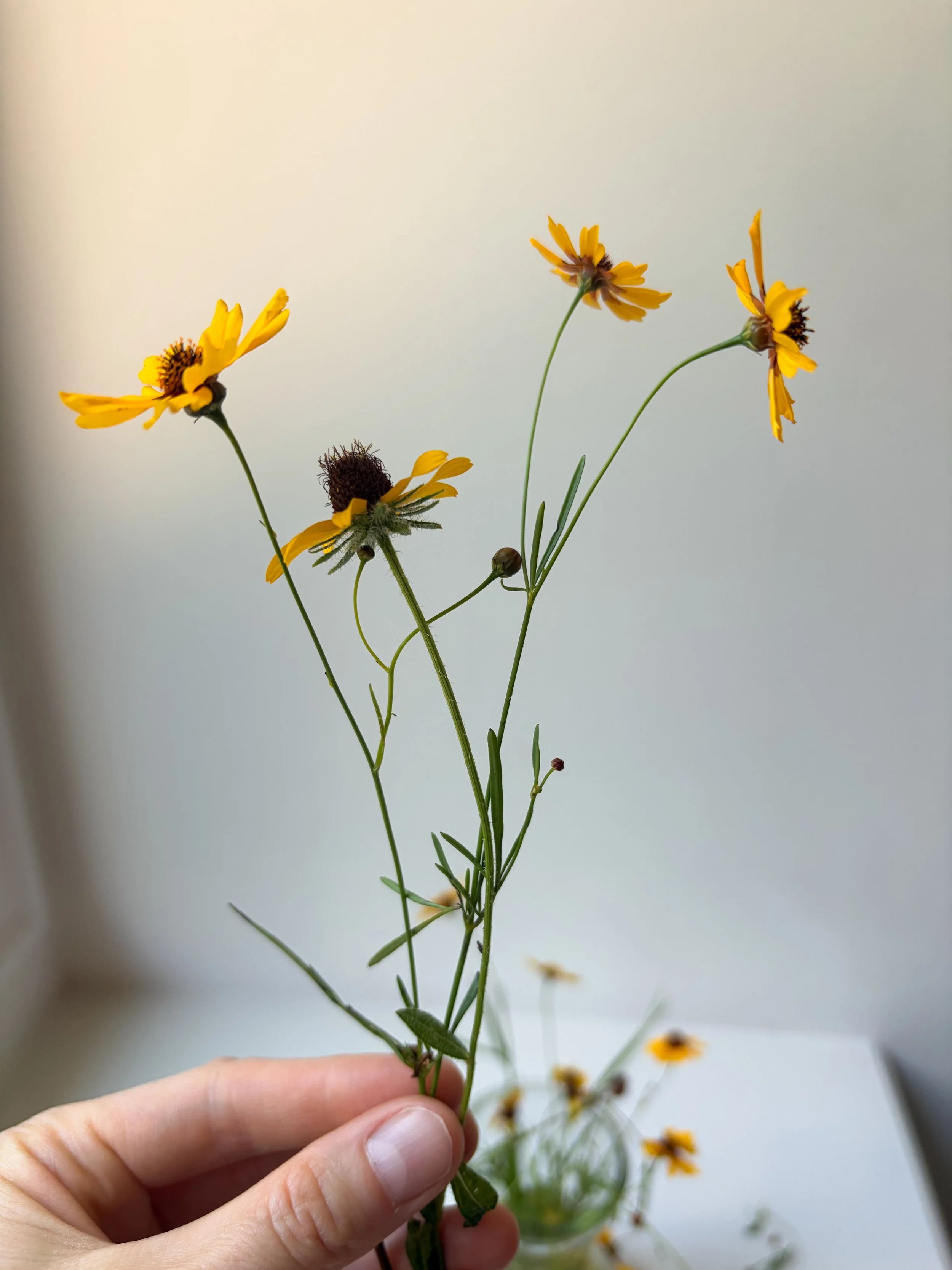 wildflower inspo 4.JPG