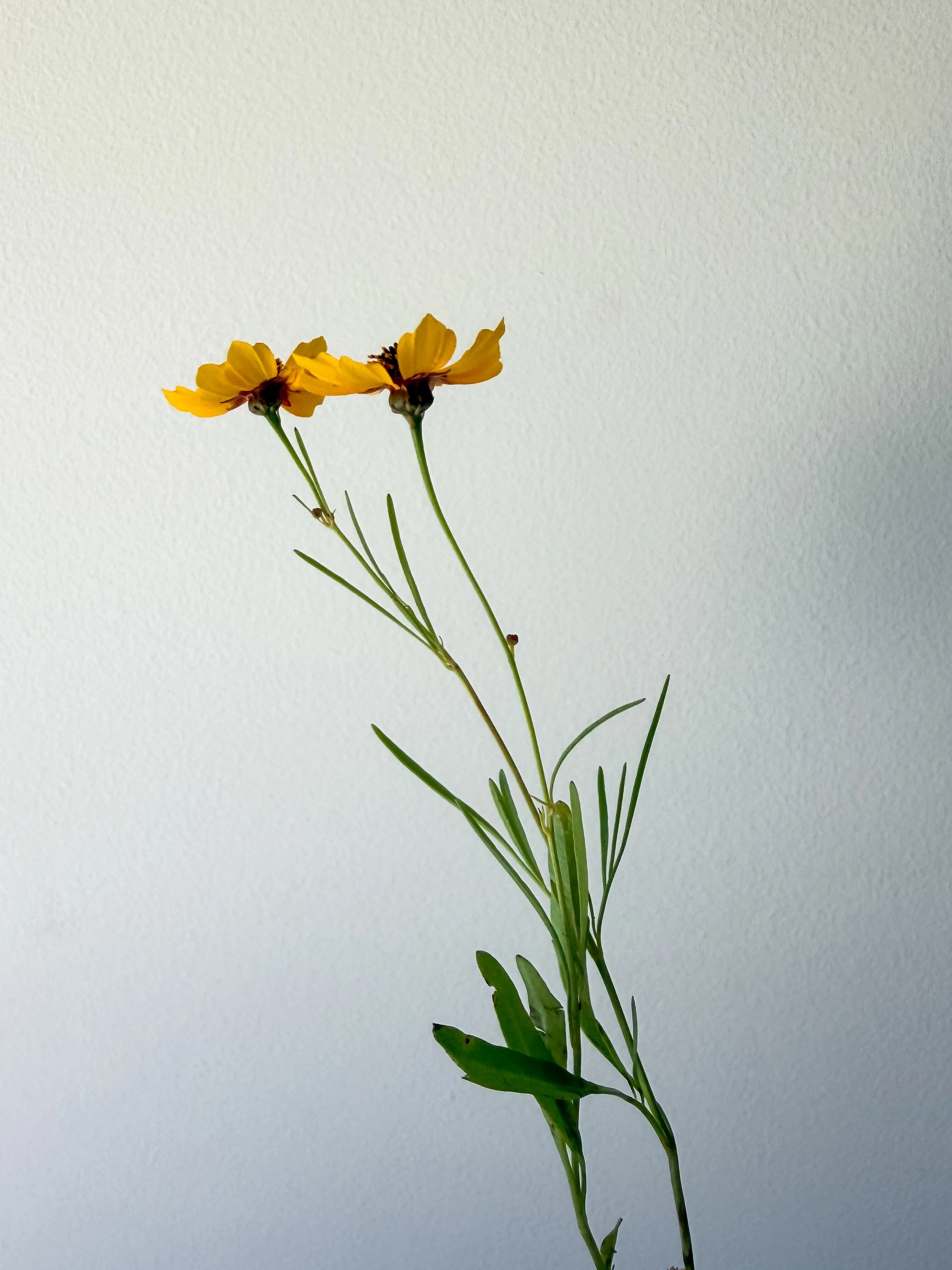 wildflower inspo 3.JPG