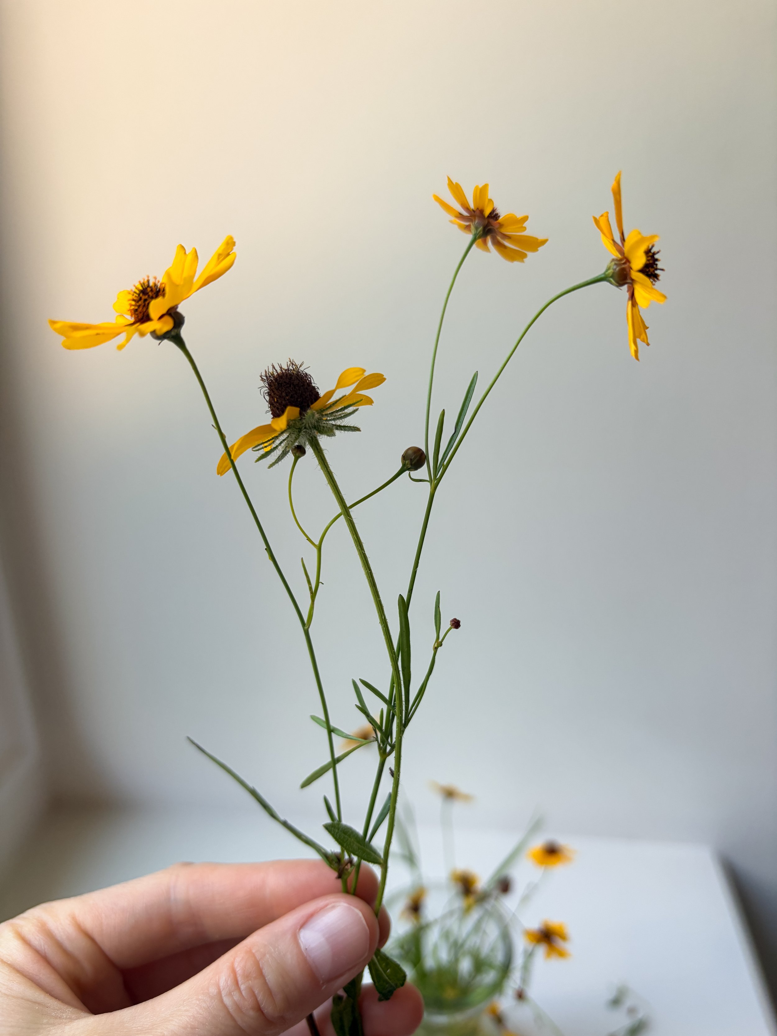 wildflower inspo 4.JPG