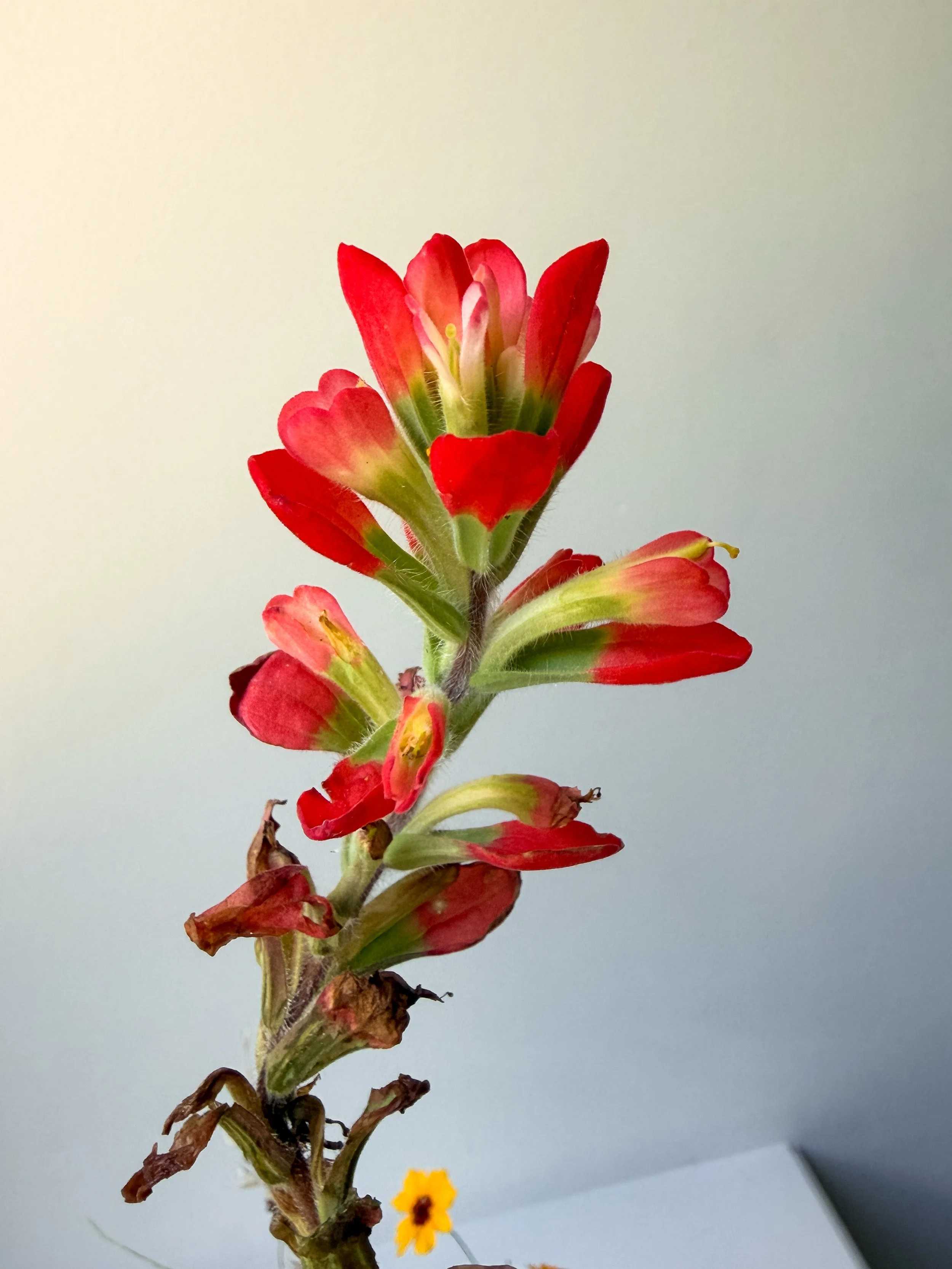 wildflower inspo 5.JPG