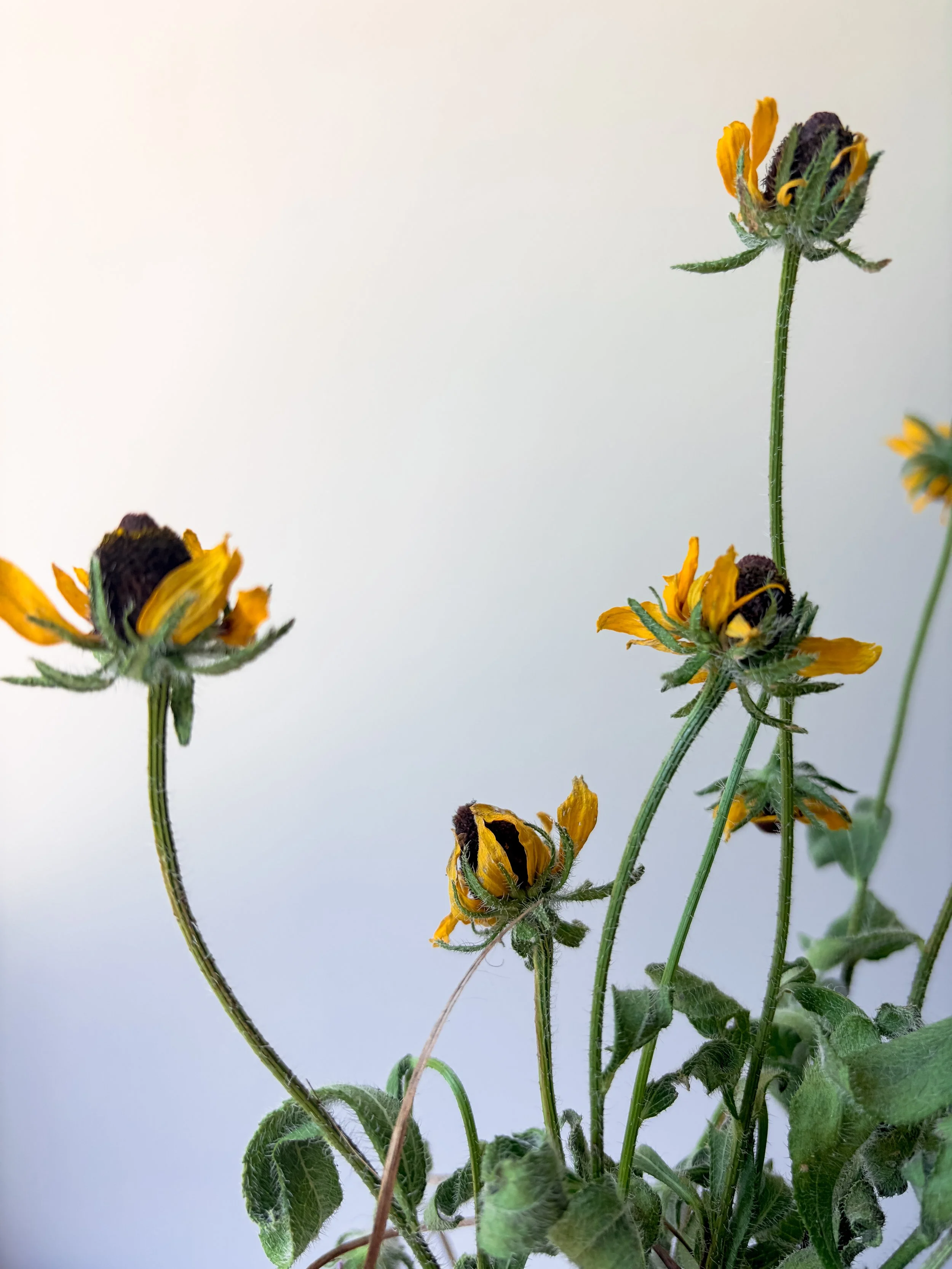 wildflower inspo 6.JPG