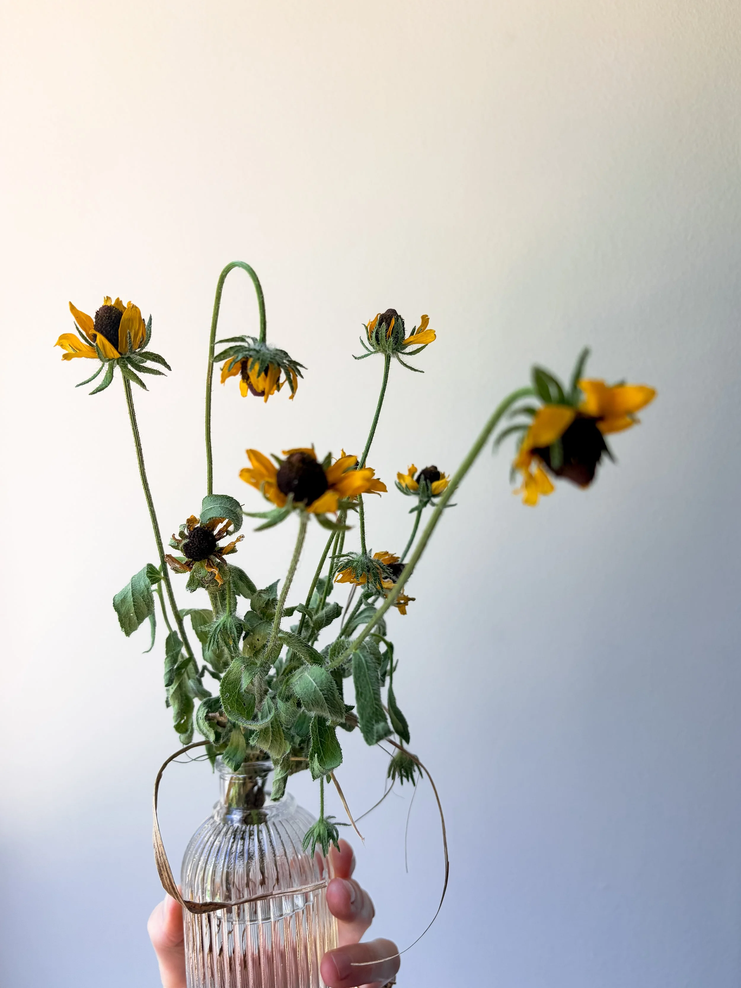 wildflower inspo 7 .JPG
