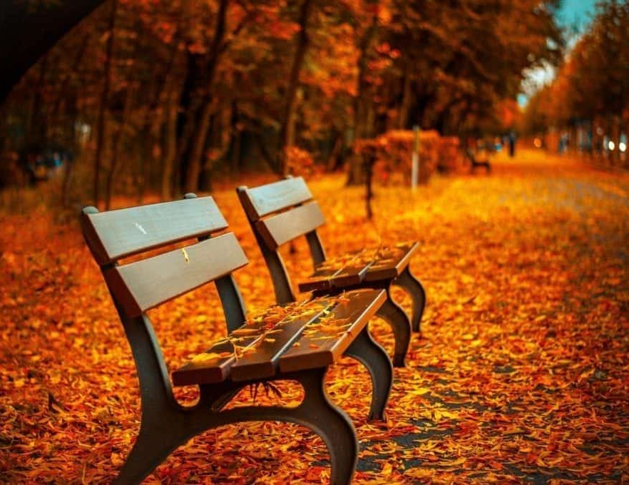 Overcoming the Thanksgiving Blues: Navigating College Life Away from Home