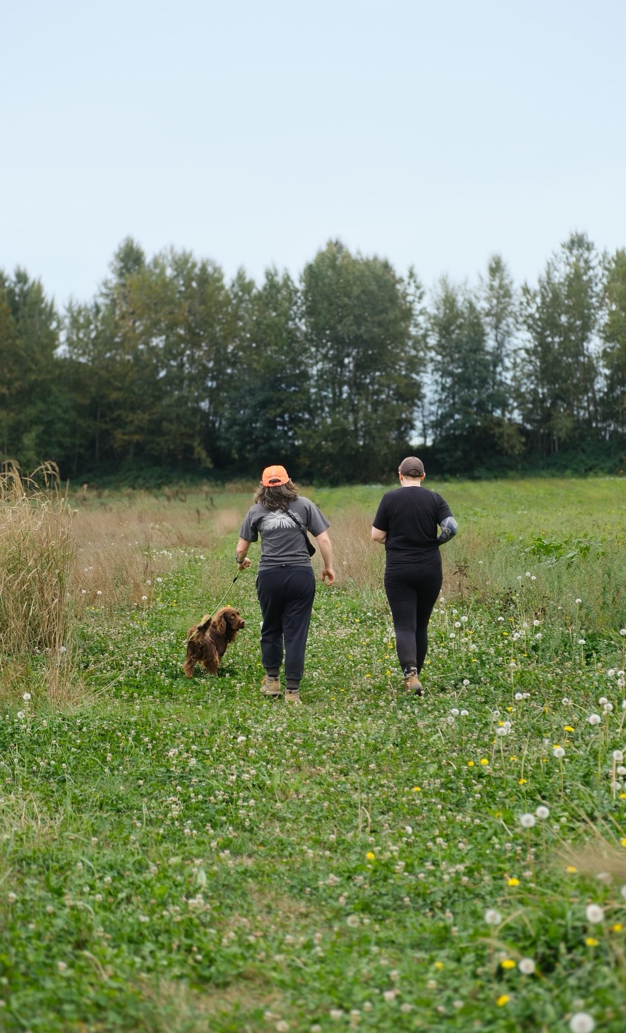Dog trainers walking in a field with a working cocker spaniel