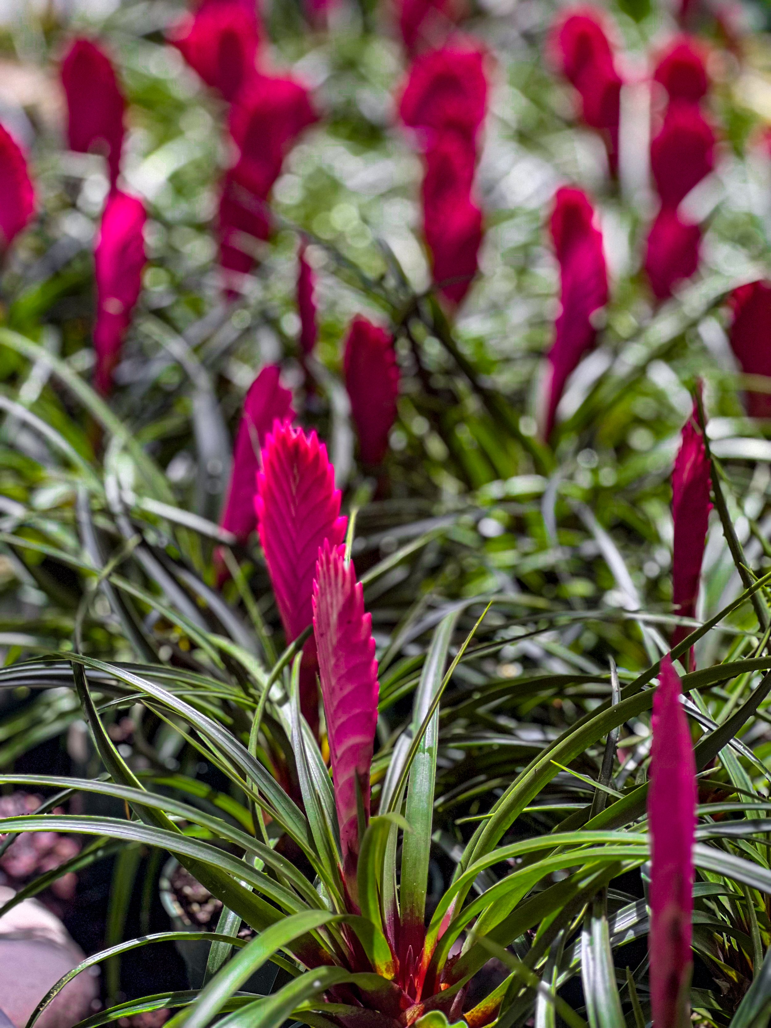 magenta flower.jpg