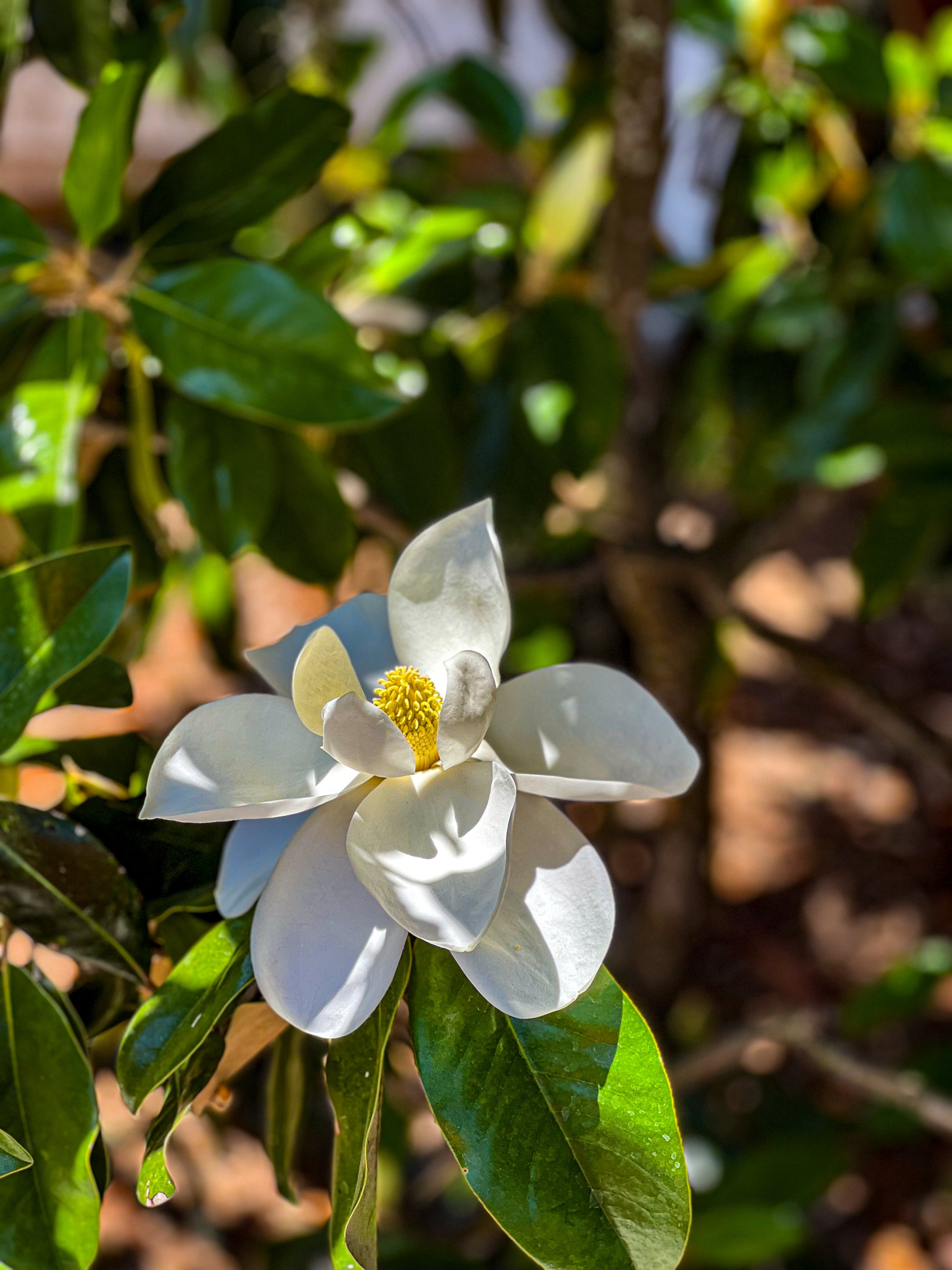 white flower.jpg