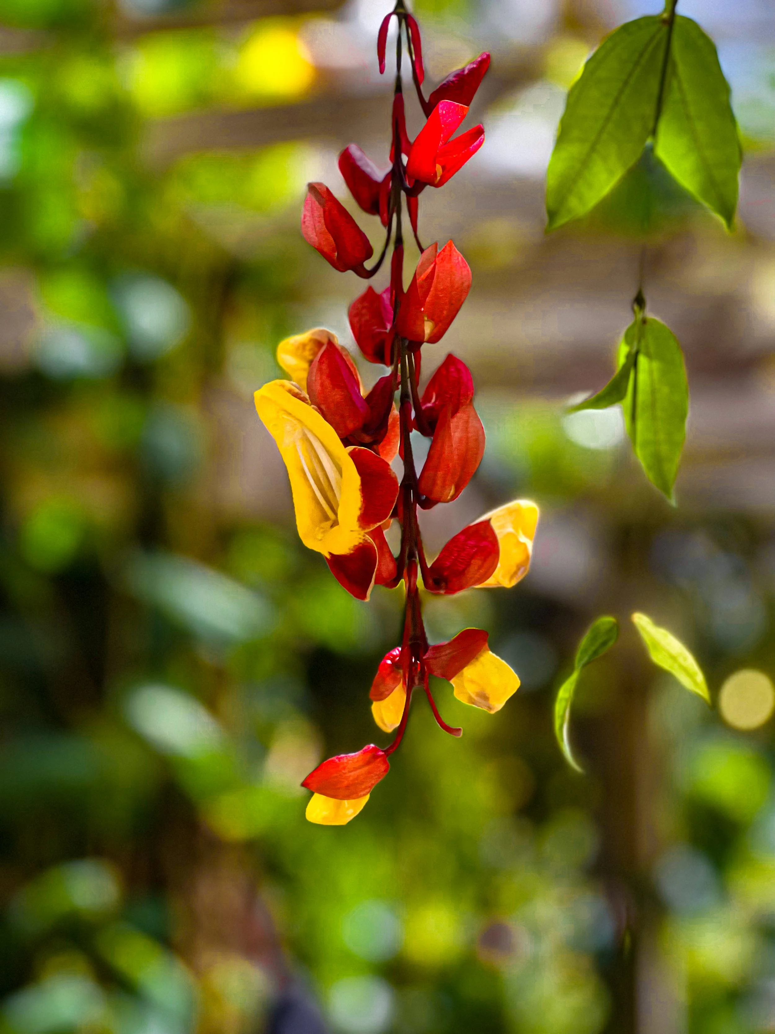 red yellow flower.jpg