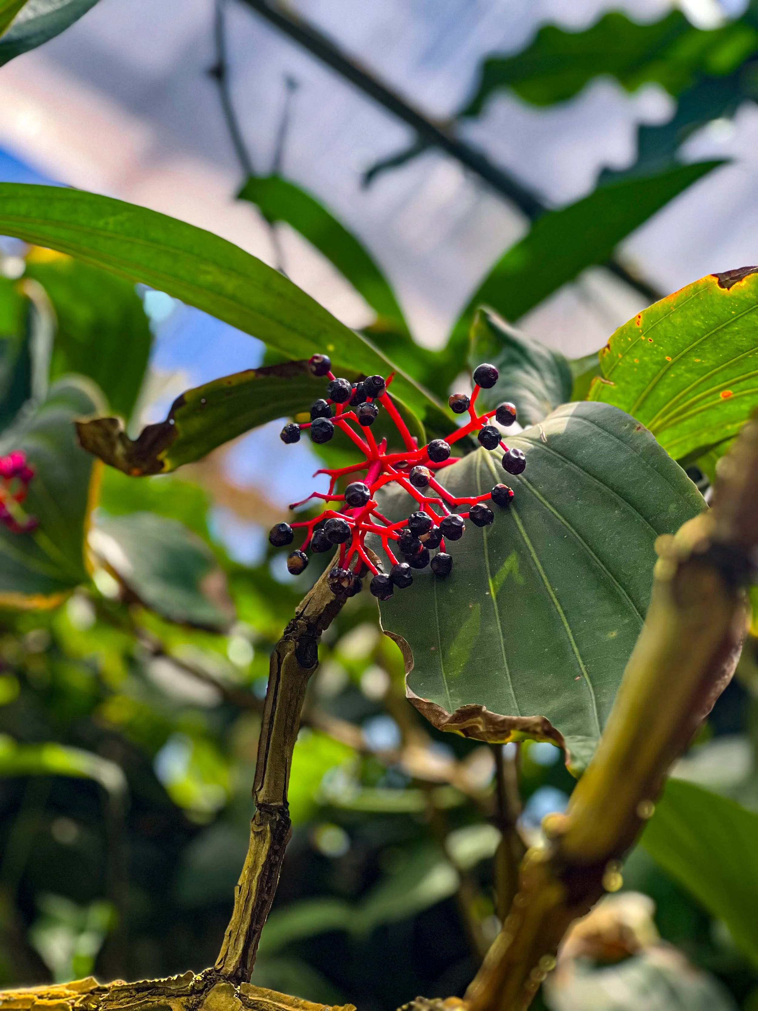 berries.jpg