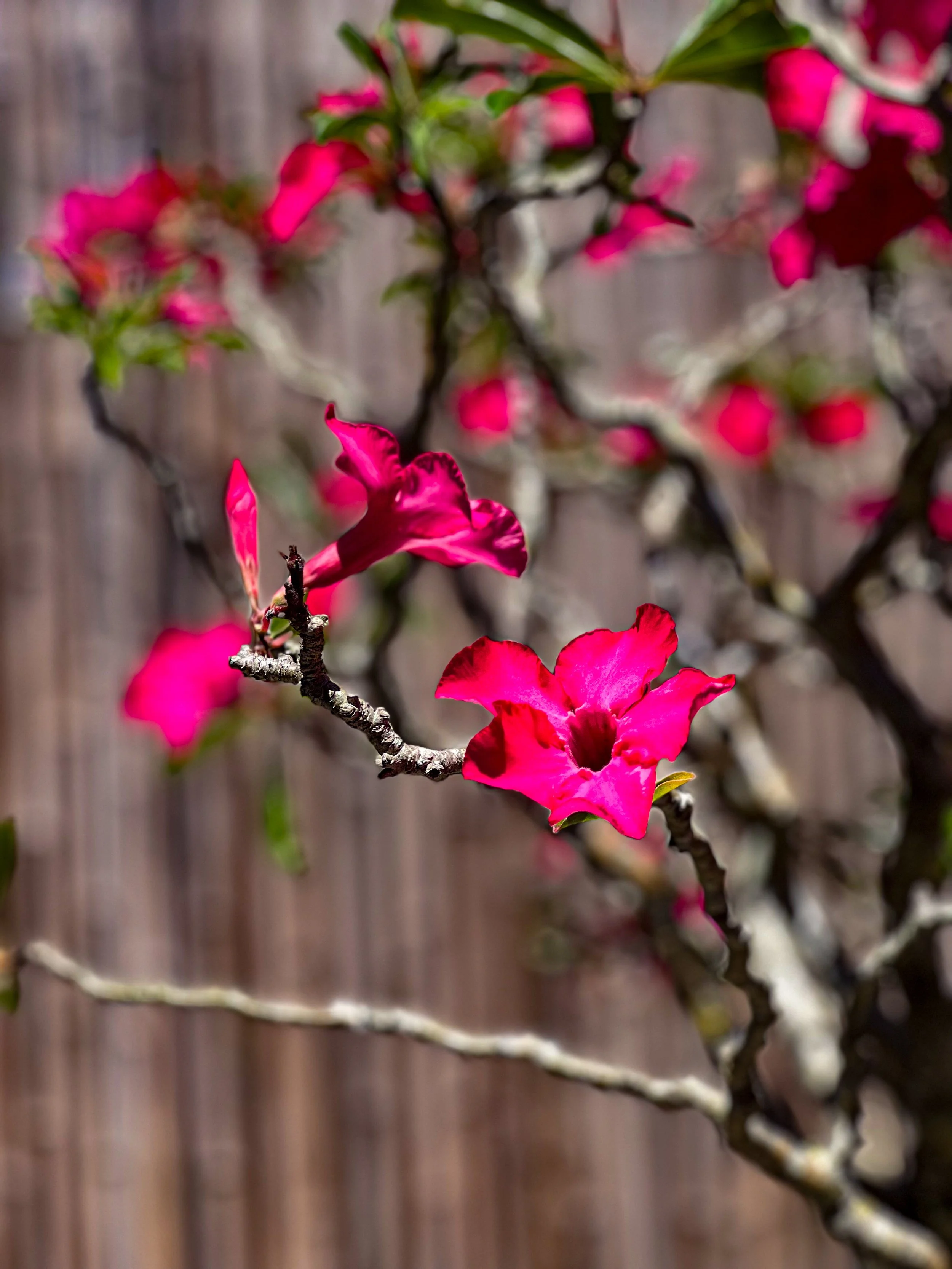 pink flower.jpg