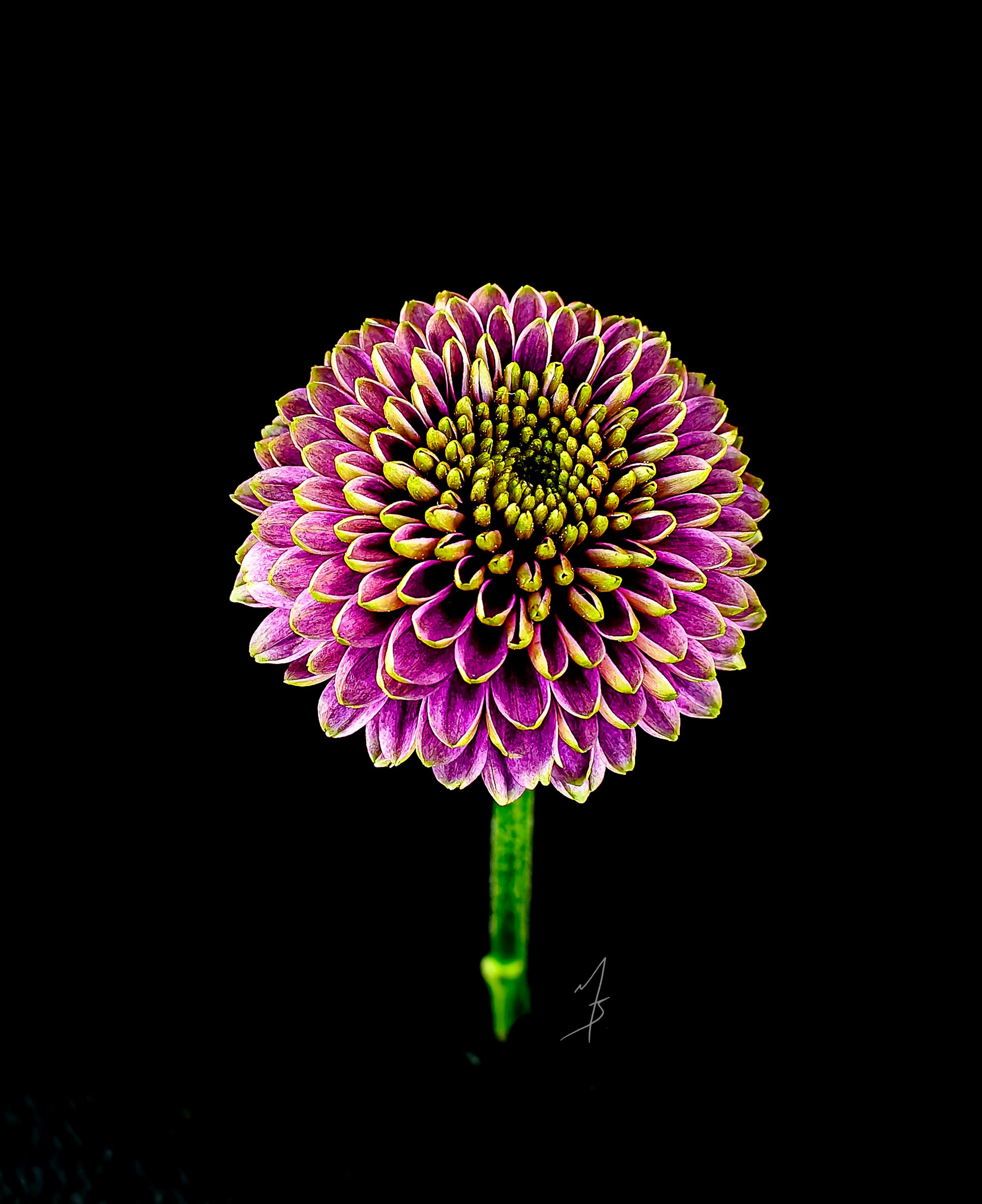 Flowers - Two