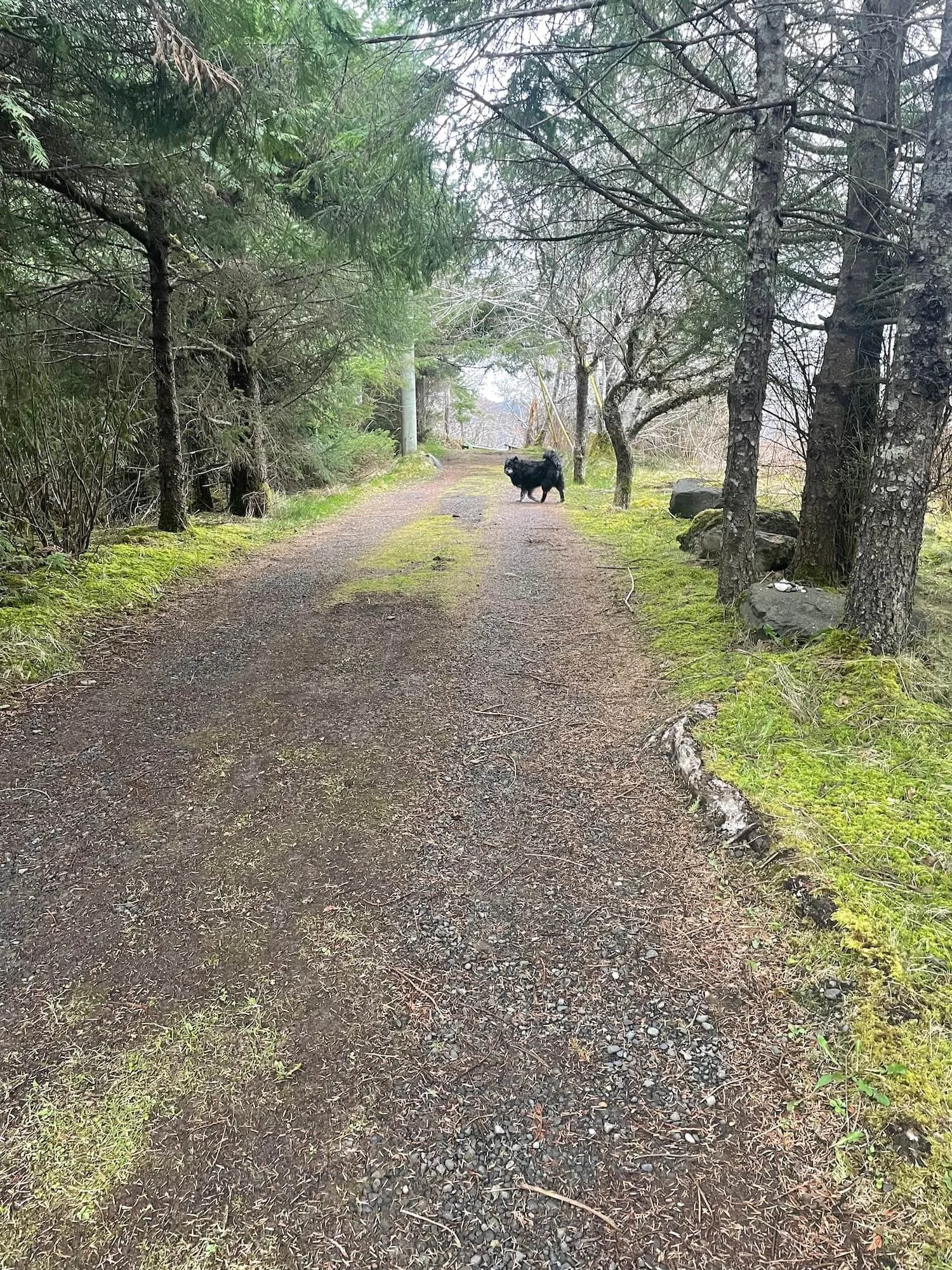 dog on forest path
