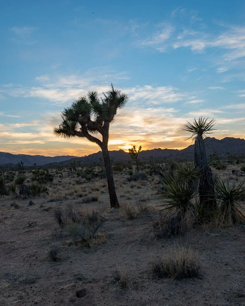 Joshua Tree-4897.jpg