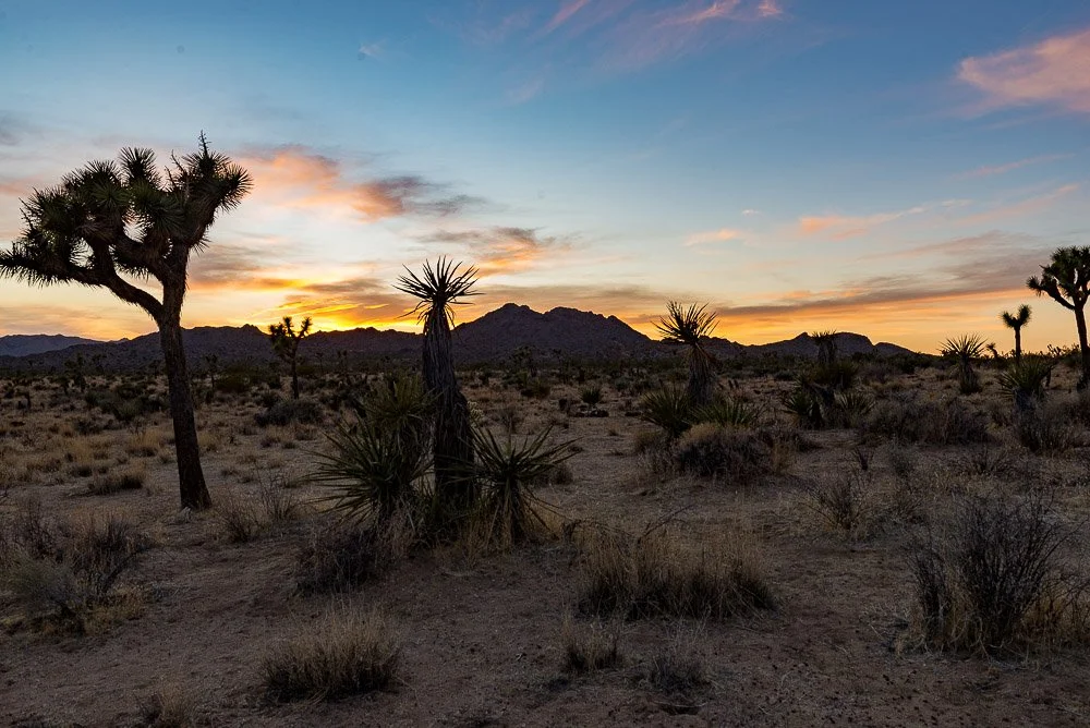 Joshua Tree-4912.jpg