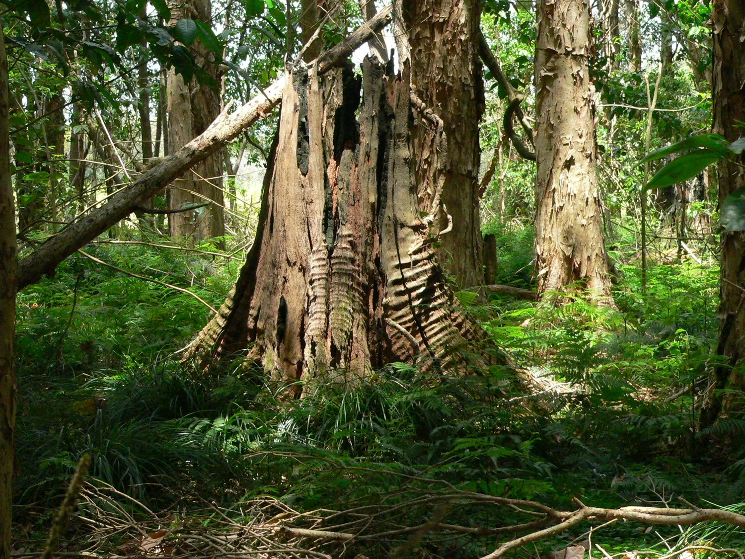 Land Restoration — Flo Gardens