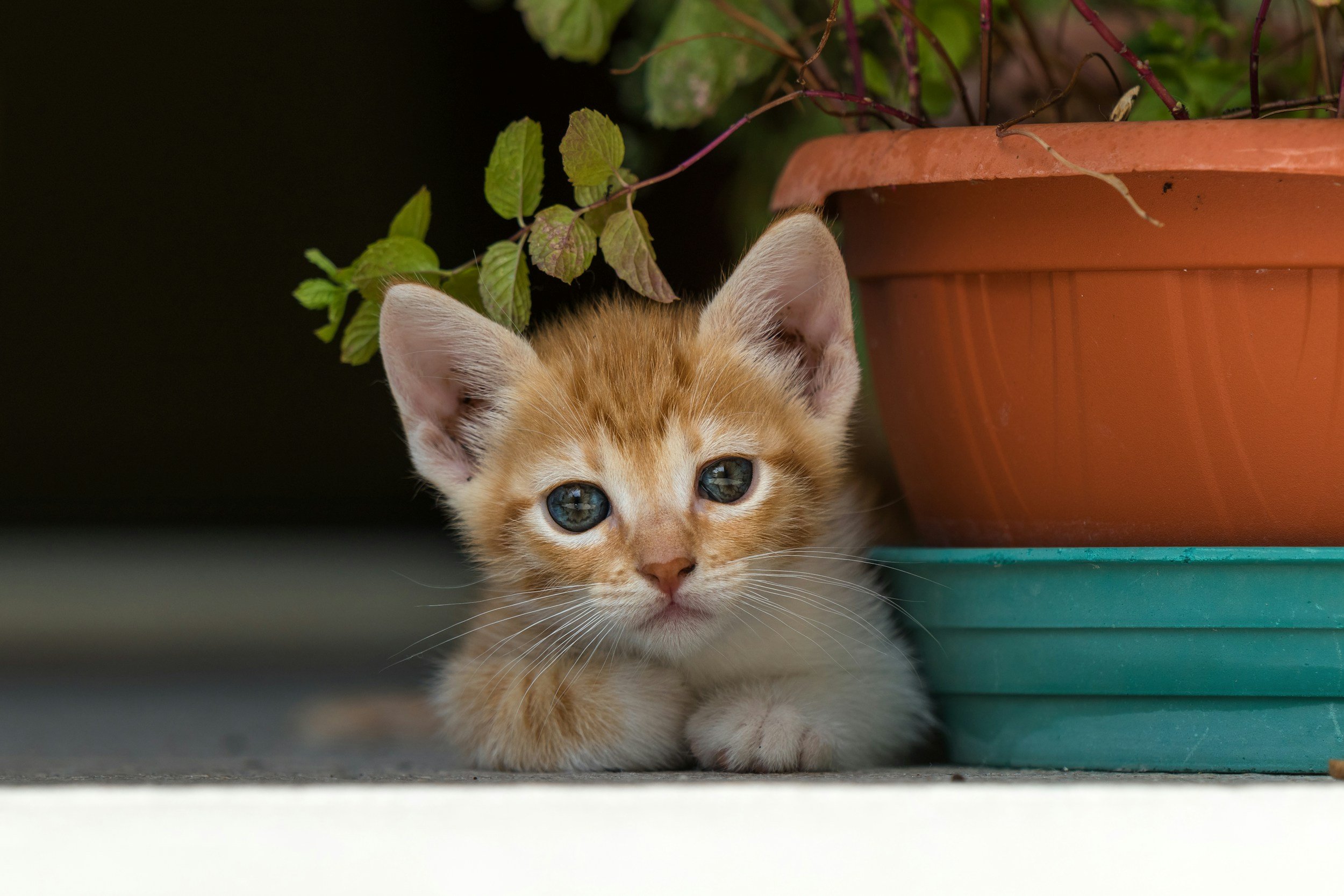Curious kitten wants depth therapy