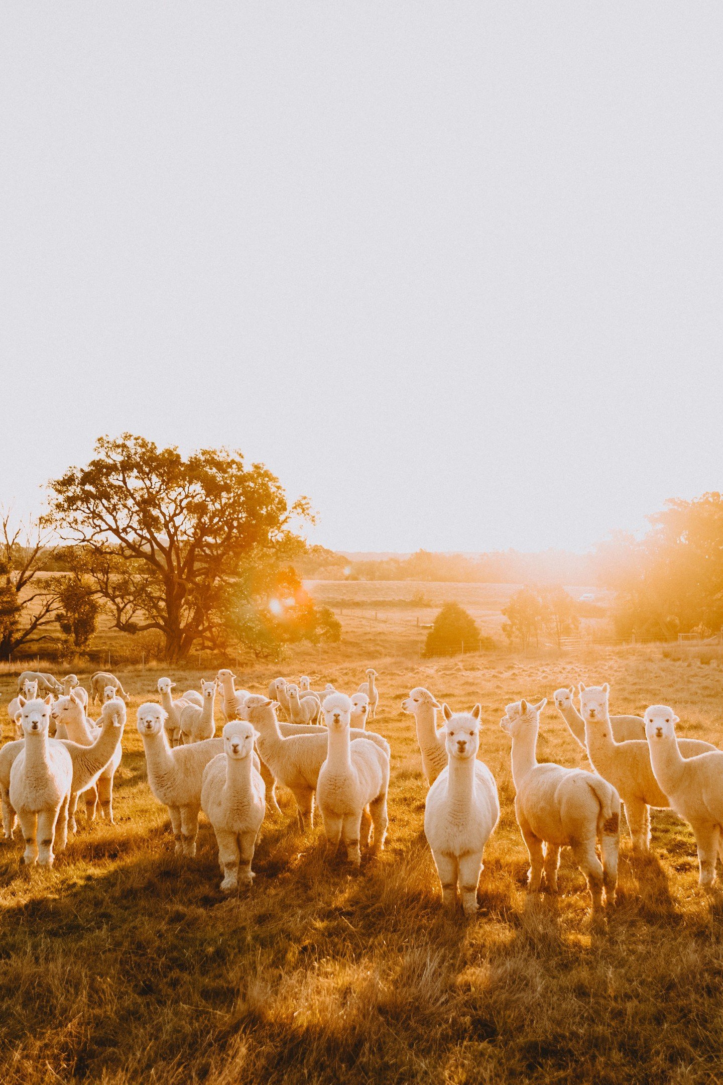Welcome to Shepherds Hill Stays 🌿

We&rsquo;re a luxury alpaca farm stay in the Macedon Ranges, created for guests seeking a slower, quieter kind of escape.

Set on a working alpaca farm, our stays offer space to rest, reconnect and enjoy the rhythm