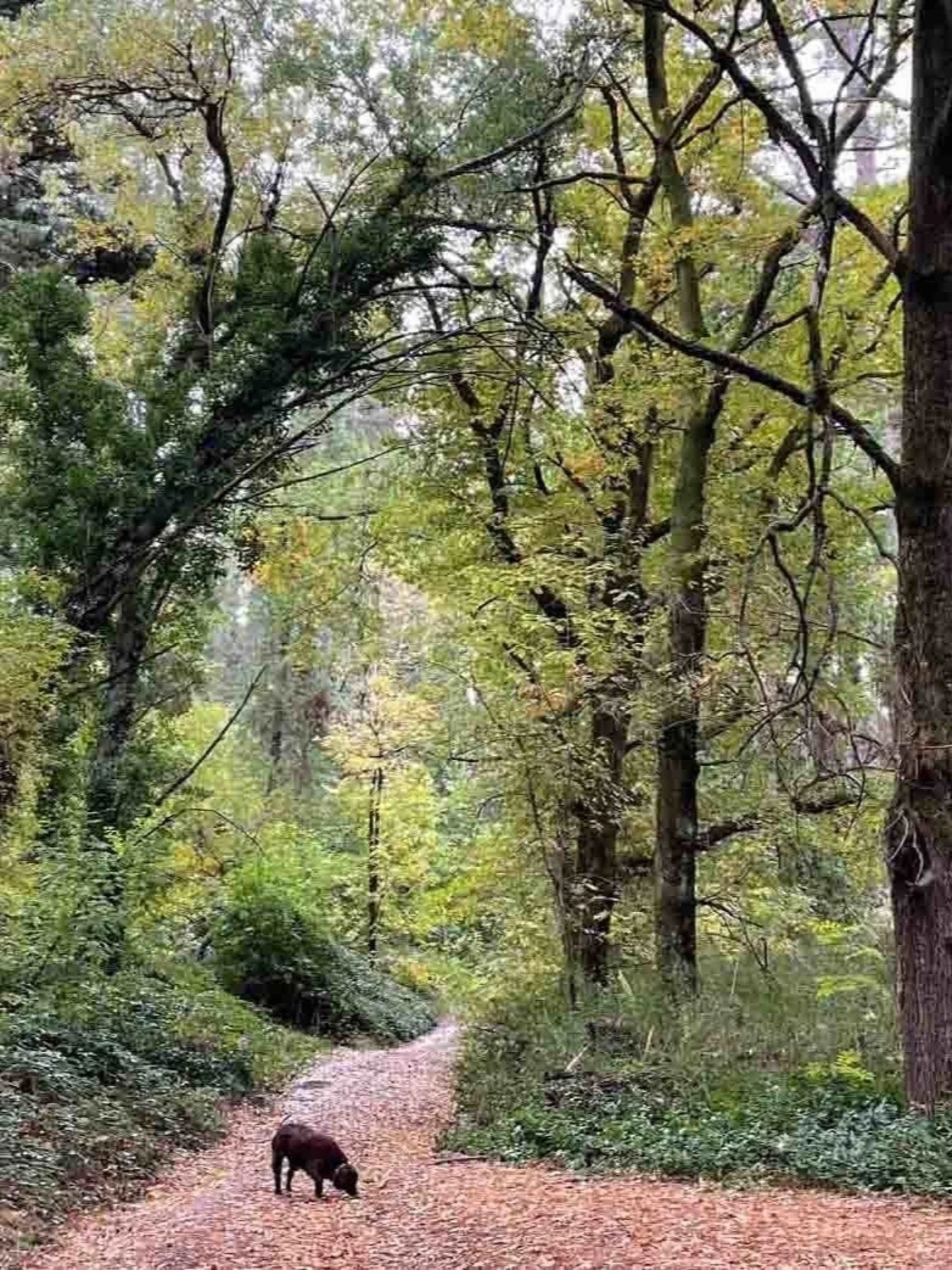 Short walks are one of the simplest pleasures of autumn.

Cool air, changing leaves and quiet paths make even a gentle wander feel grounding.

You don&rsquo;t need to go far &ndash; the region offers plenty of space to breathe.

📍La Gerche Forest Wa