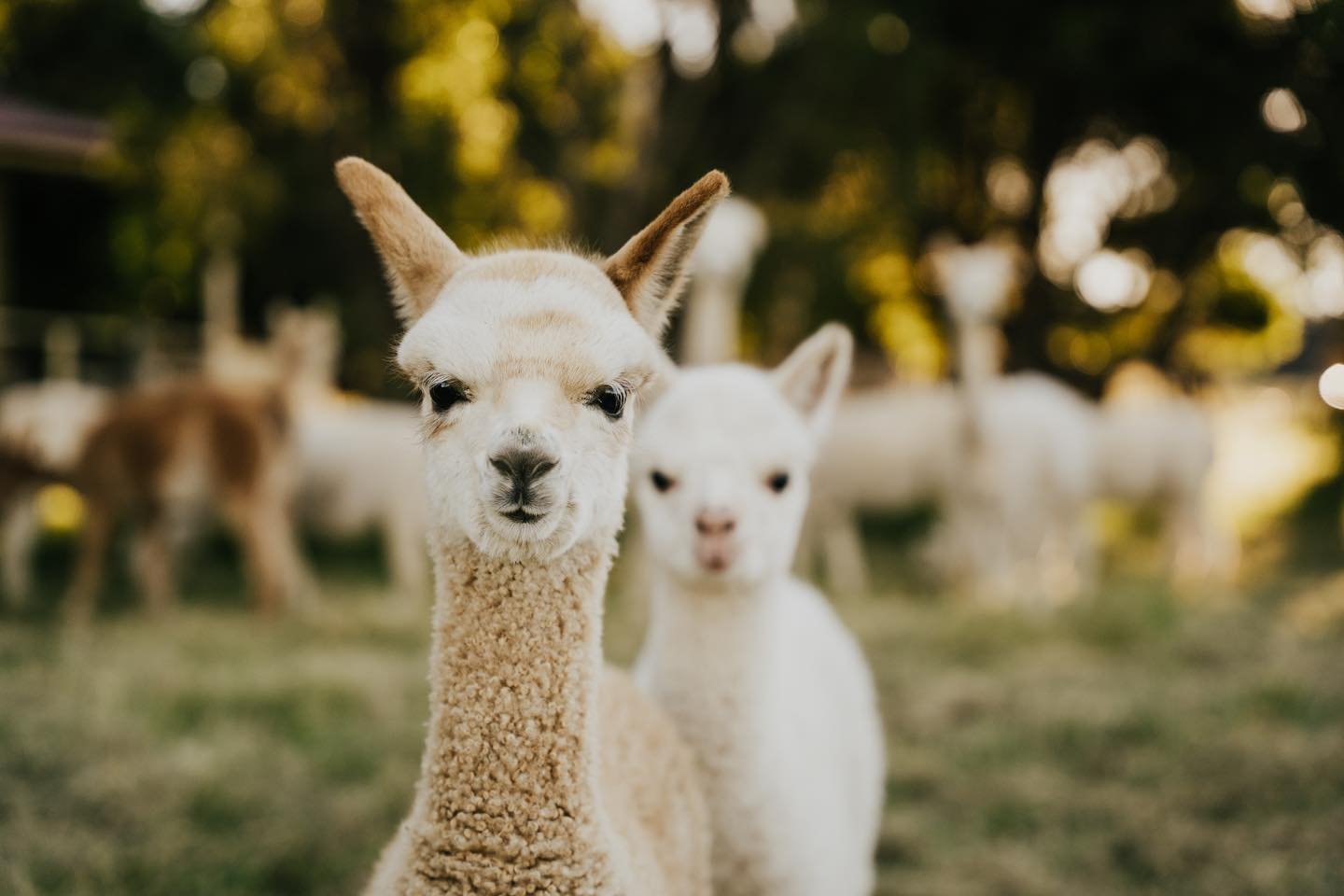 Alpacas-Shearers-Quarters.jpg