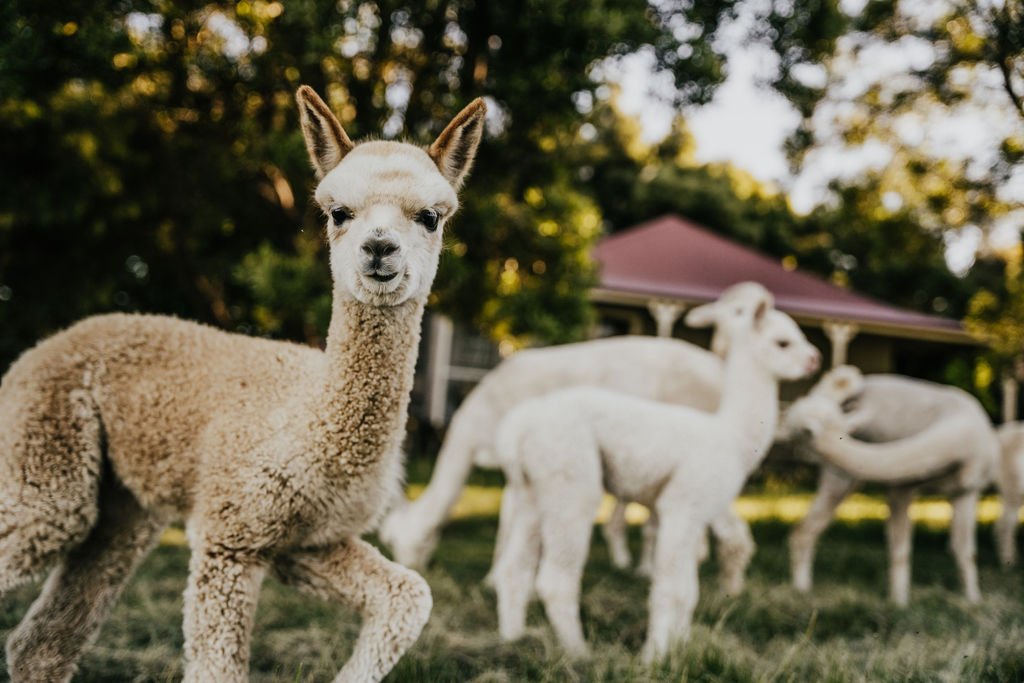Alpaca_nursery_paddock_with_baby_alpacas_and_Shepherds_Hill_Cottage_in_the_background.jpg