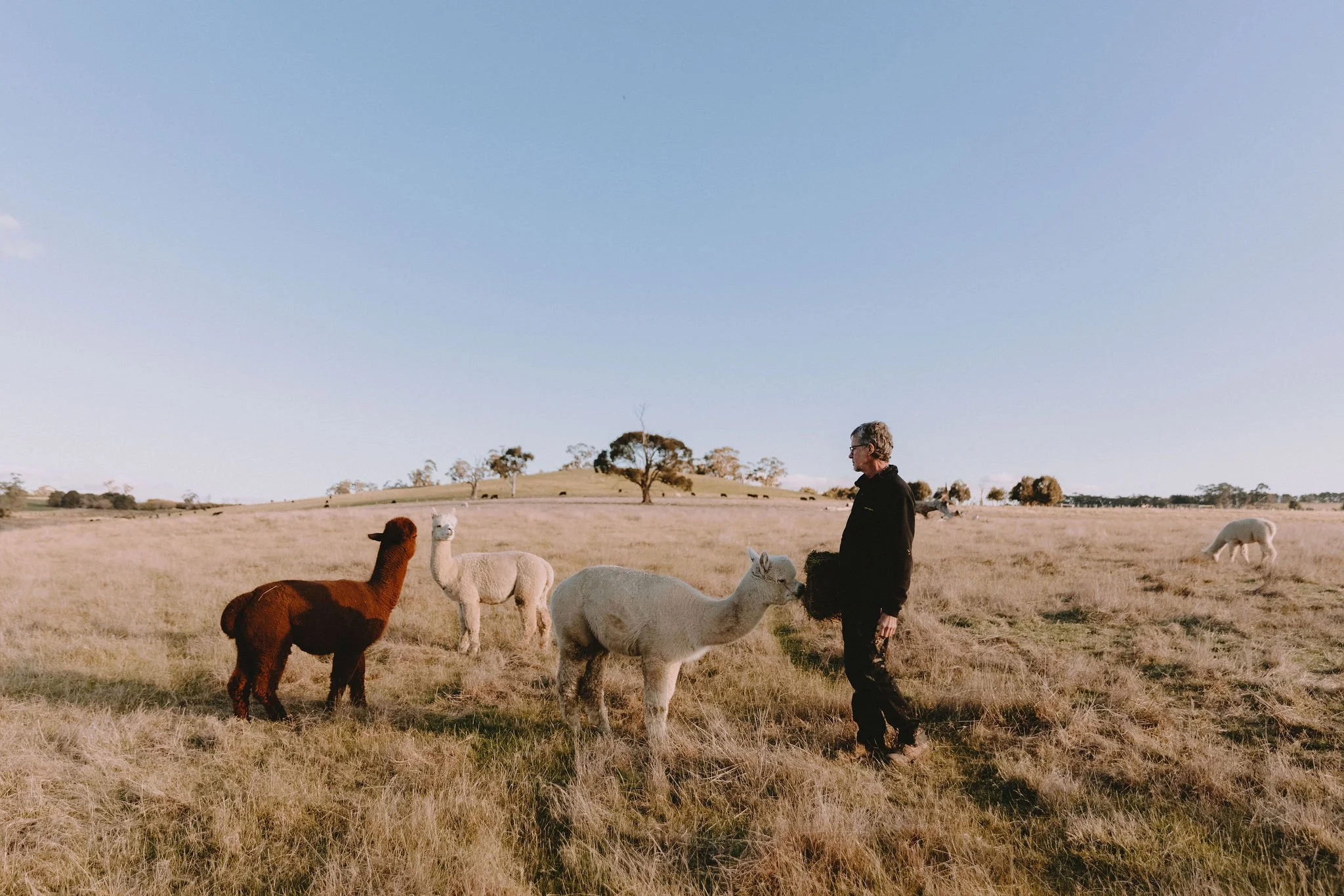 A farmer stands in a paddock with three alpacas. one is trying to eat from the bale of hay he is holding