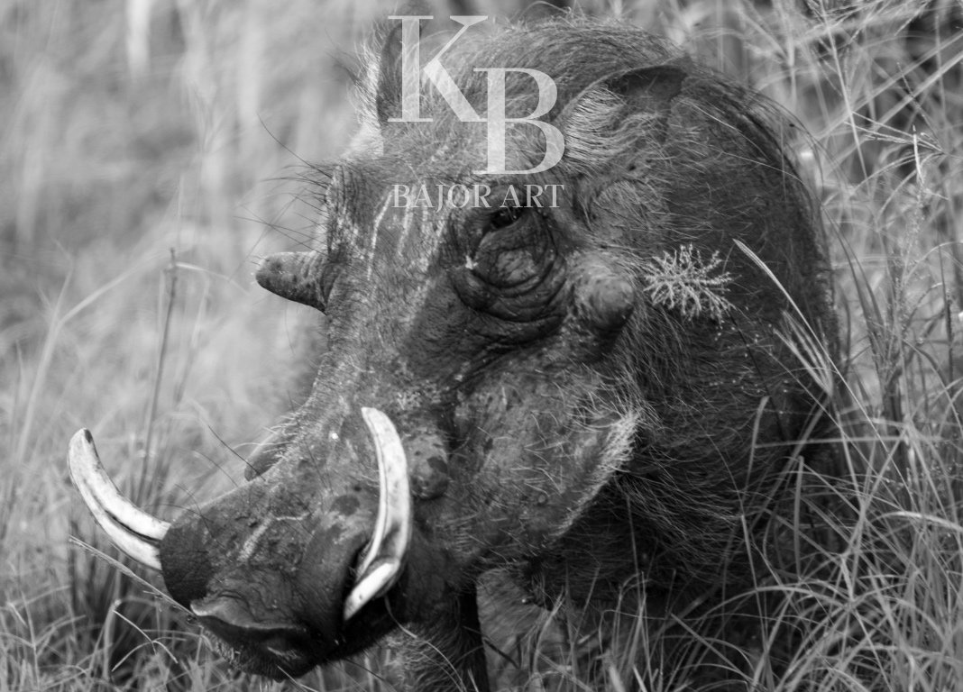 black and white image photography of a South African pumbaa or male warthog